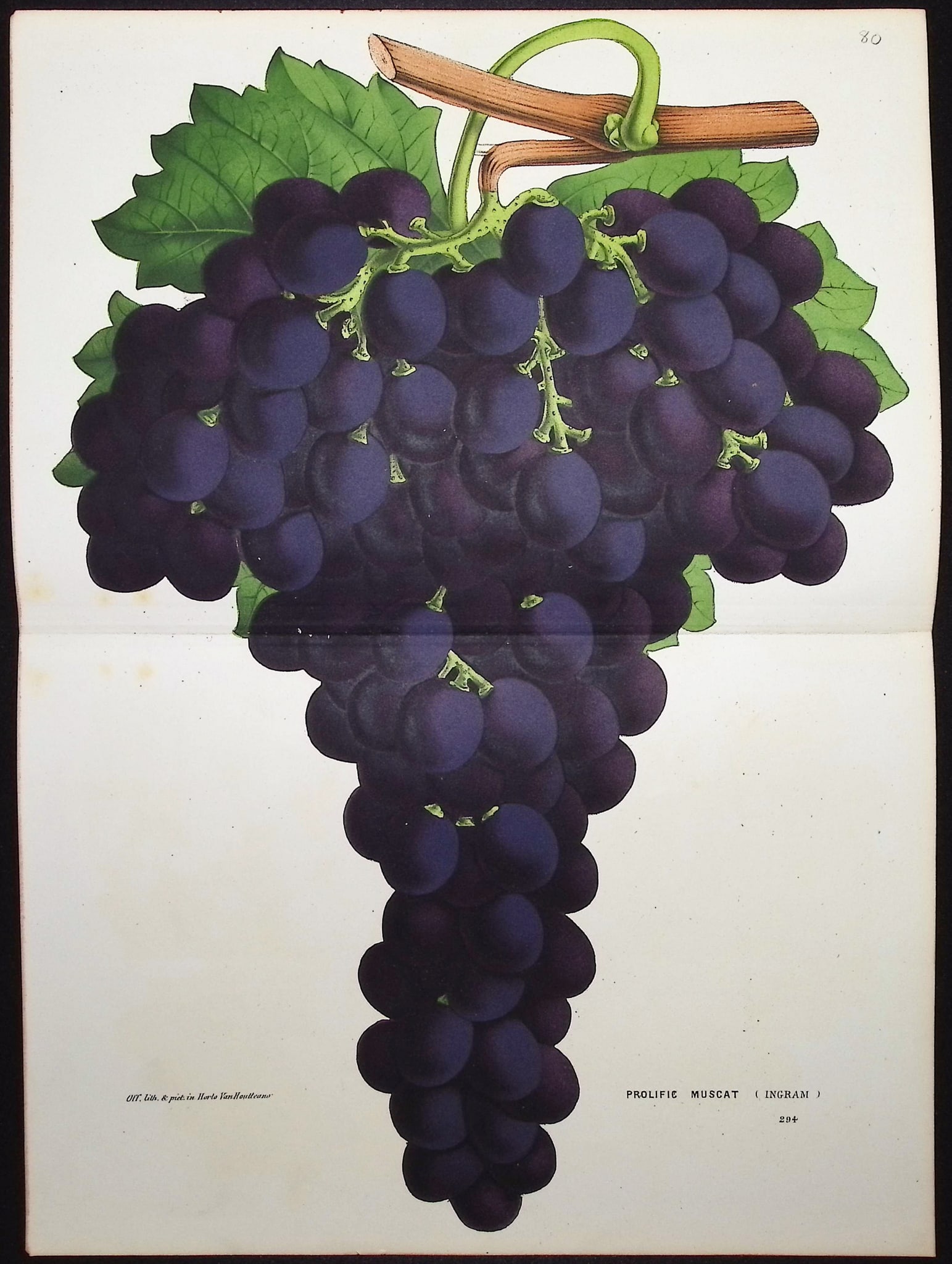 Van Houtte - 4 Grape Prints - 2