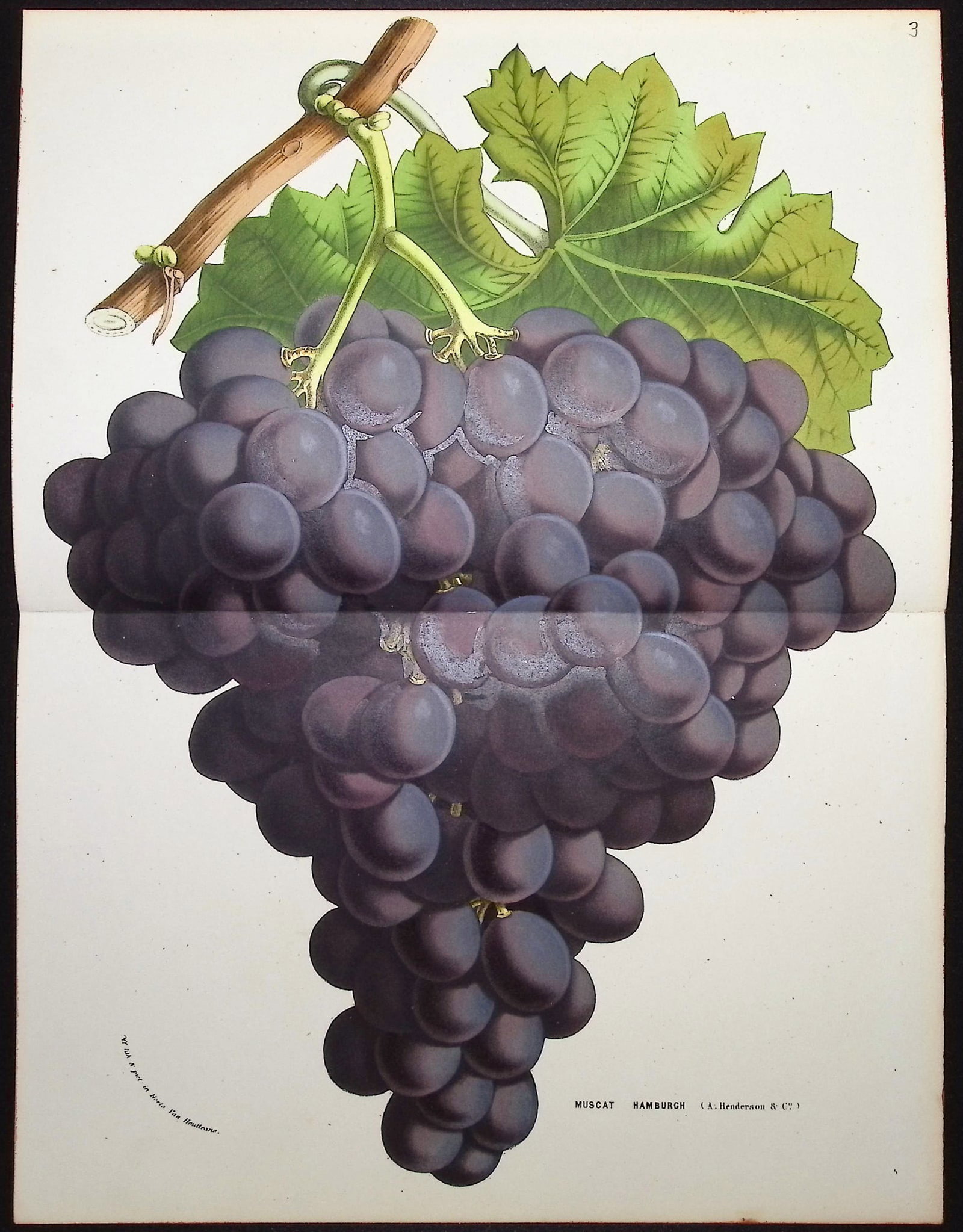 Van Houtte - 4 Grape Prints - 3