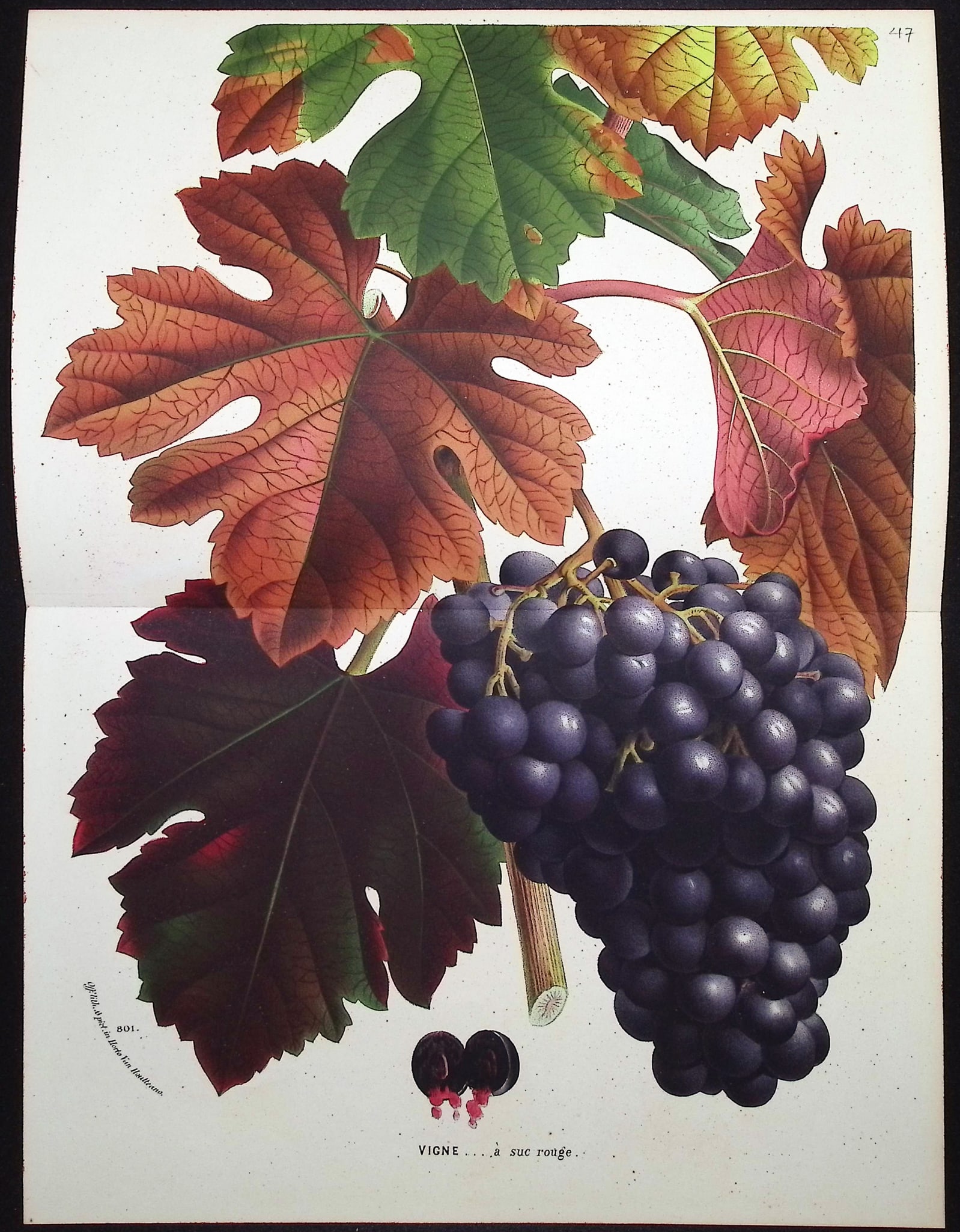 Van Houtte - 4 Grape Prints - 4