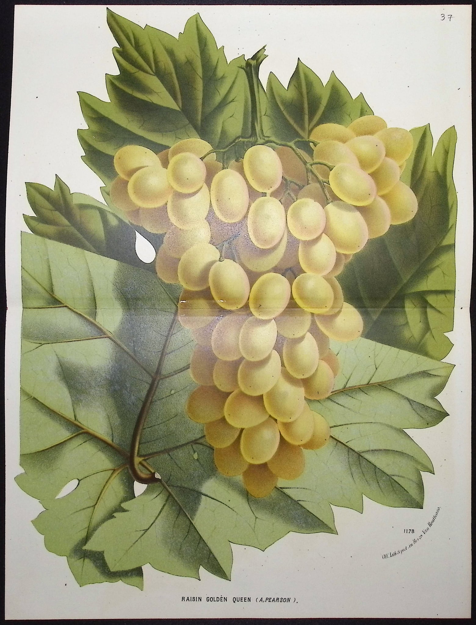 Van Houtte - 4 Grape Prints - 5