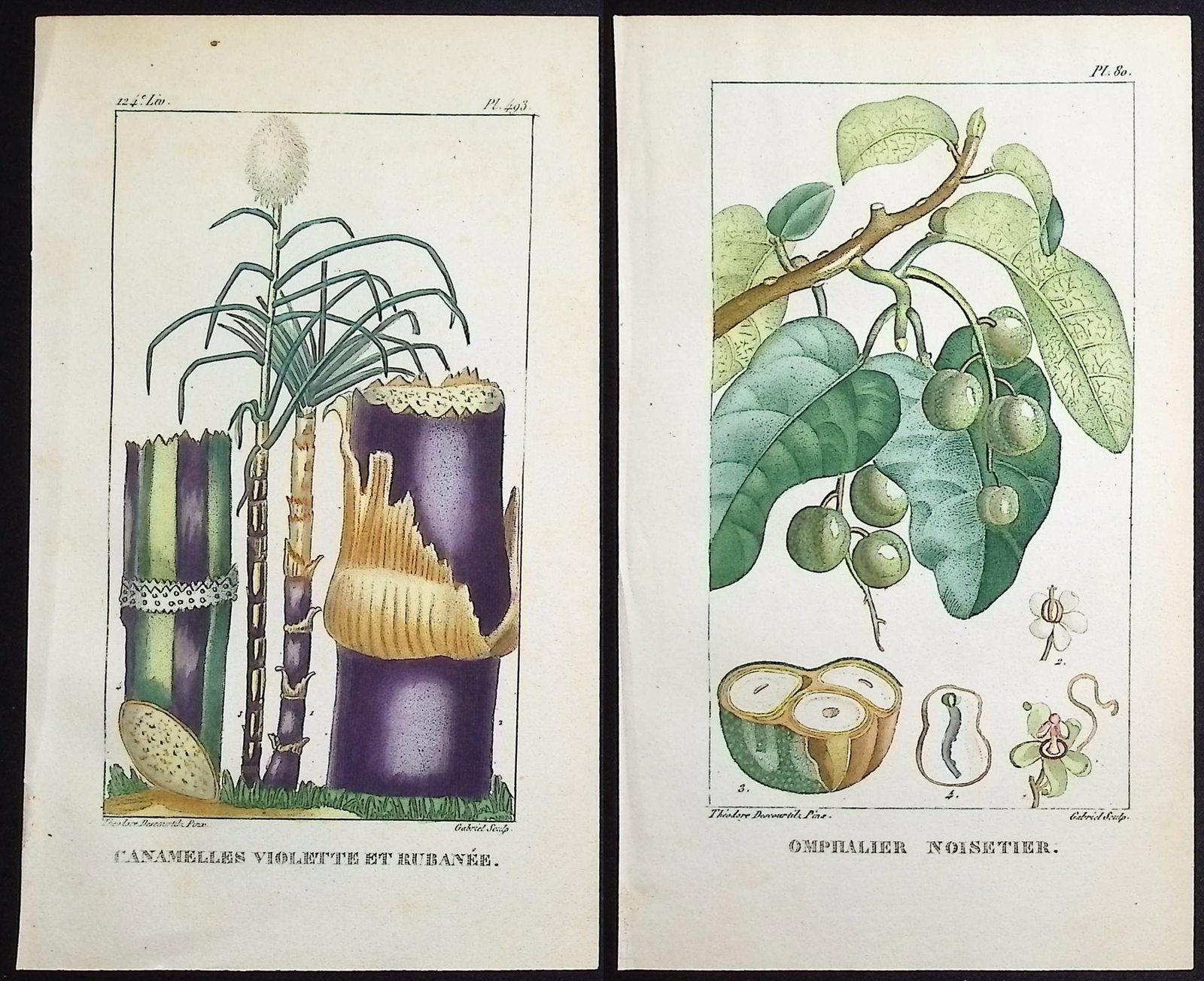 Descourtilz - 6 Botanical Engravings (1 of 7)