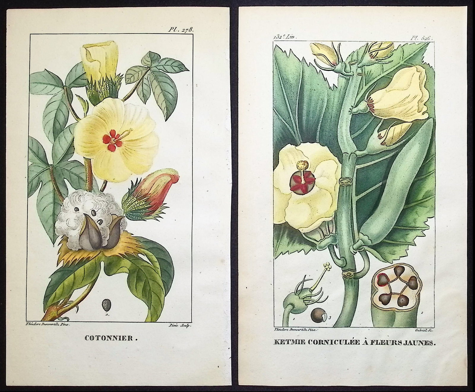 Descourtilz - 9 Botanical Engravings (Cotton Plant, Okra, Chili, Tree of Death, Green Bean, Agave) (1 of 10)