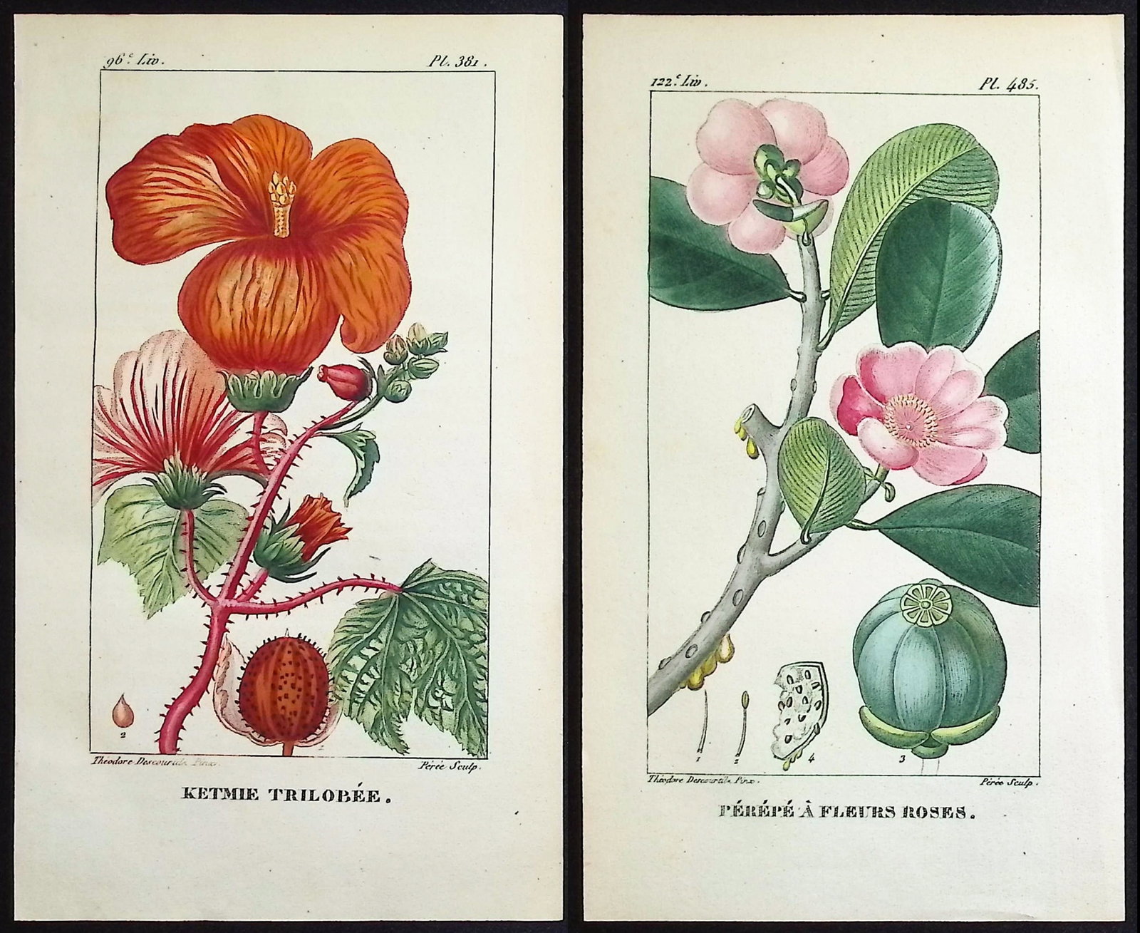 Descourtilz - 6 Botanical Engravings (Hibiscus, Bignonia, Laurel, Castor Bean) (1 of 8)