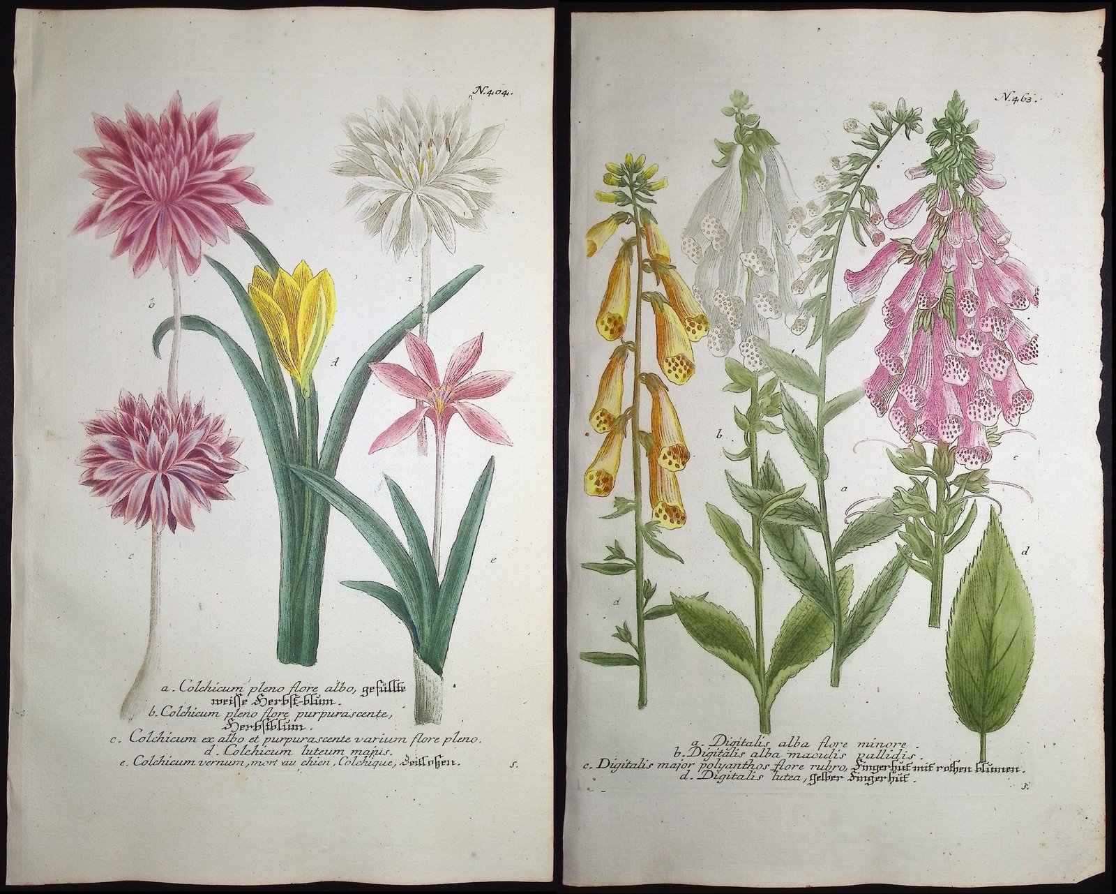 Weinmann - 4 Botanical Engravings: This beautiful botanical mezzotint is from Johann Weinmann's "Duidelyke Vertoning, Eeniger Duizend in alle vier waerelds deelen wassende Bomen, Stammen, Kruiden, Bloemen, Vrugten, en Uitwassen, [Germa