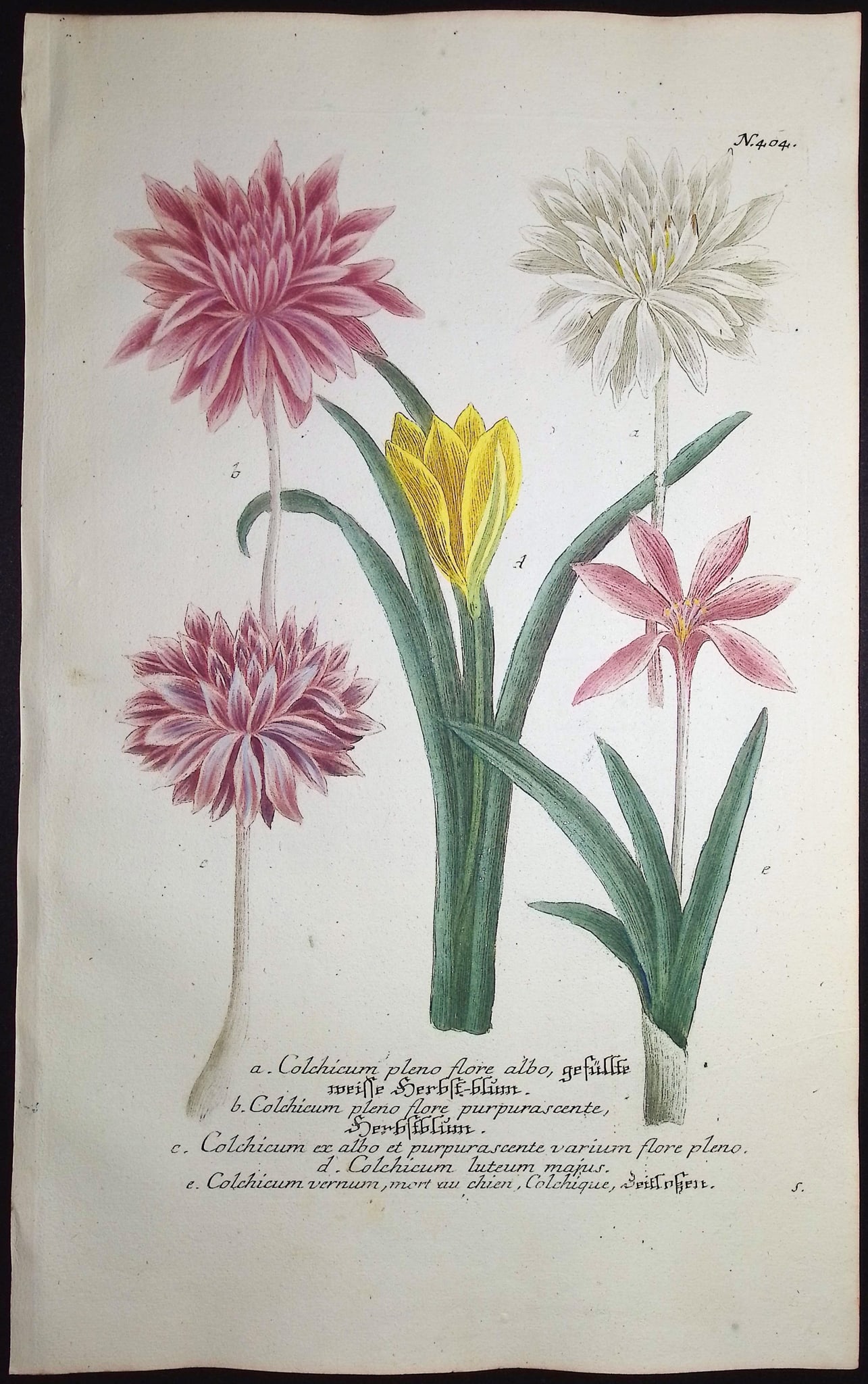 Weinmann - 4 Botanical Engravings - 2
