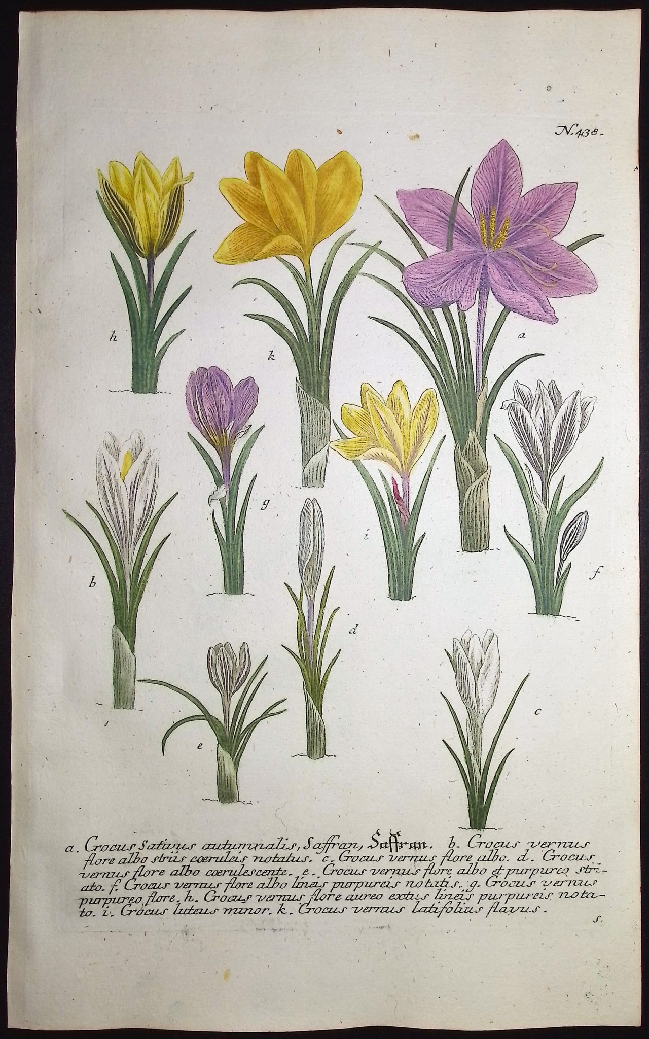 Weinmann - 4 Botanical Engravings - 3