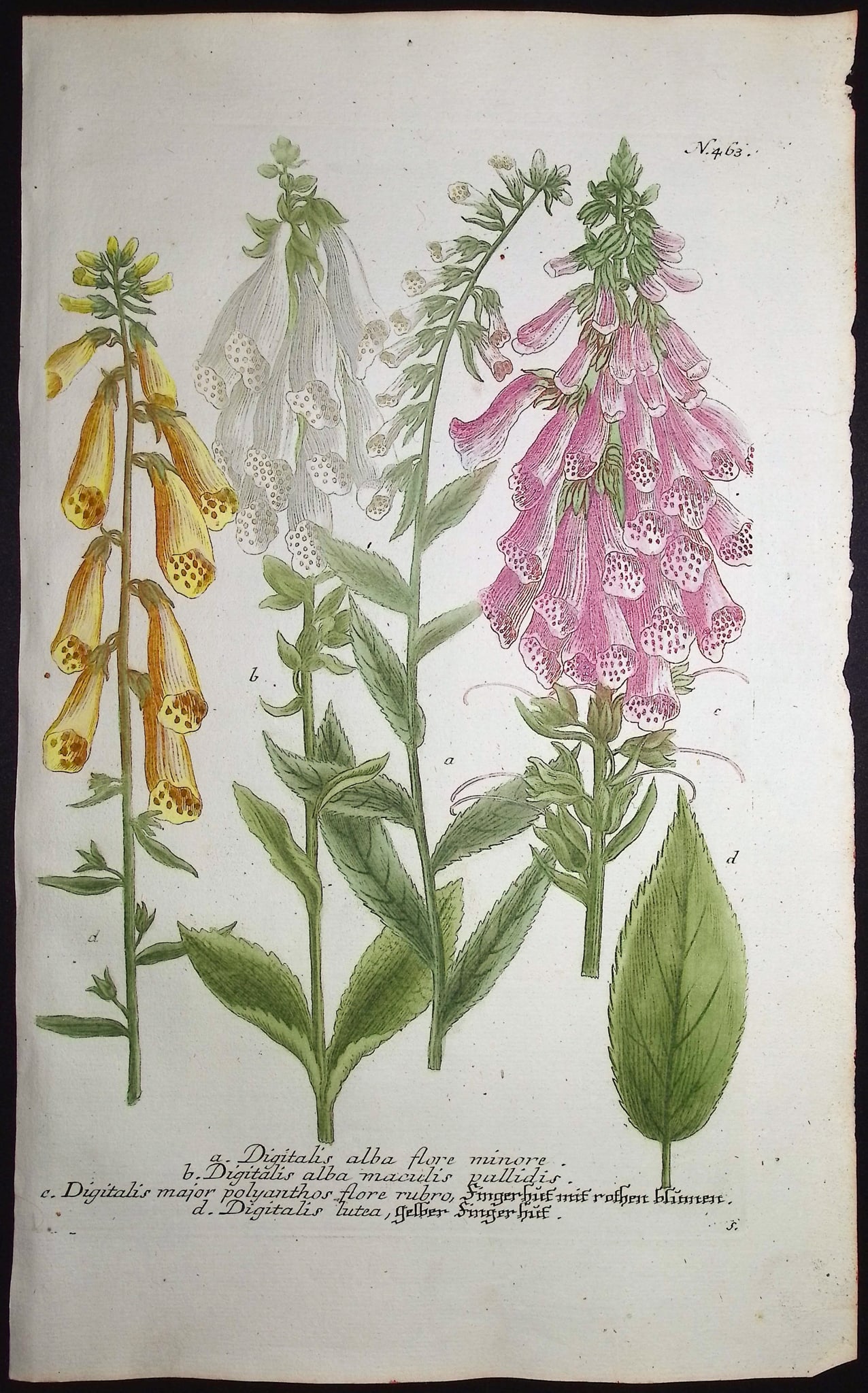 Weinmann - 4 Botanical Engravings - 4