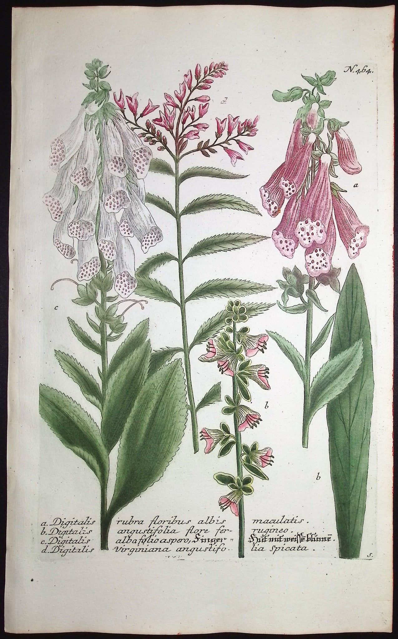 Weinmann - 4 Botanical Engravings - 5