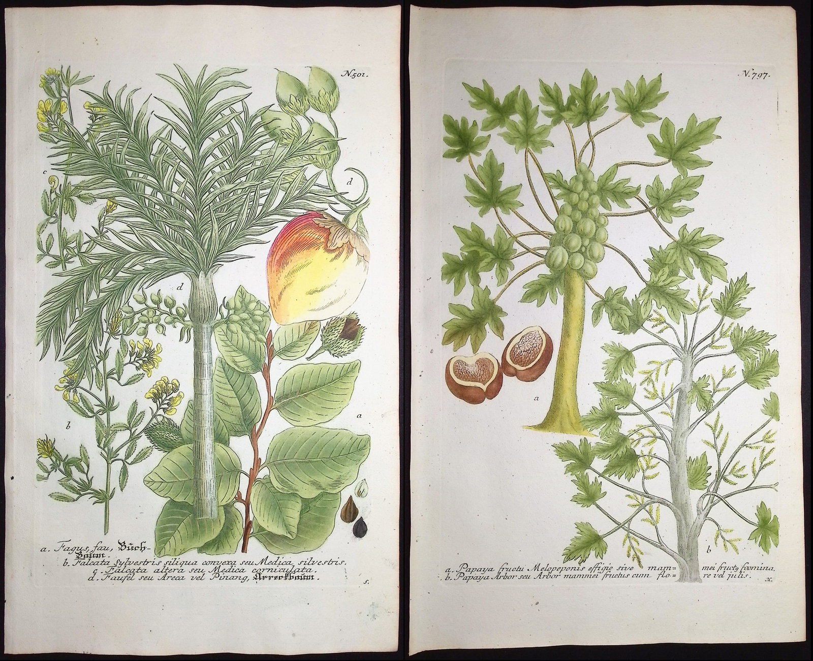 Weinmann - Pair of Botanical Engravings: This beautiful botanical mezzotint is from Johann Weinmann's "Duidelyke Vertoning, Eeniger Duizend in alle vier waerelds deelen wassende Bomen, Stammen, Kruiden, Bloemen, Vrugten, en Uitwassen, [Germa