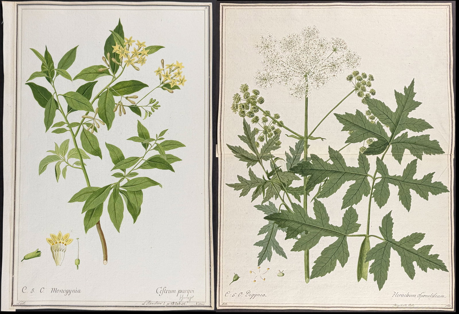 8 Original Botanical Watercolors (according to Linnaeus system): This superb original botanical watercolor is from a manuscript entitled "Hortus Botanicus" which illustrated plants according to the Linnaean system and Willdenow's revisions. The manuscript was compl