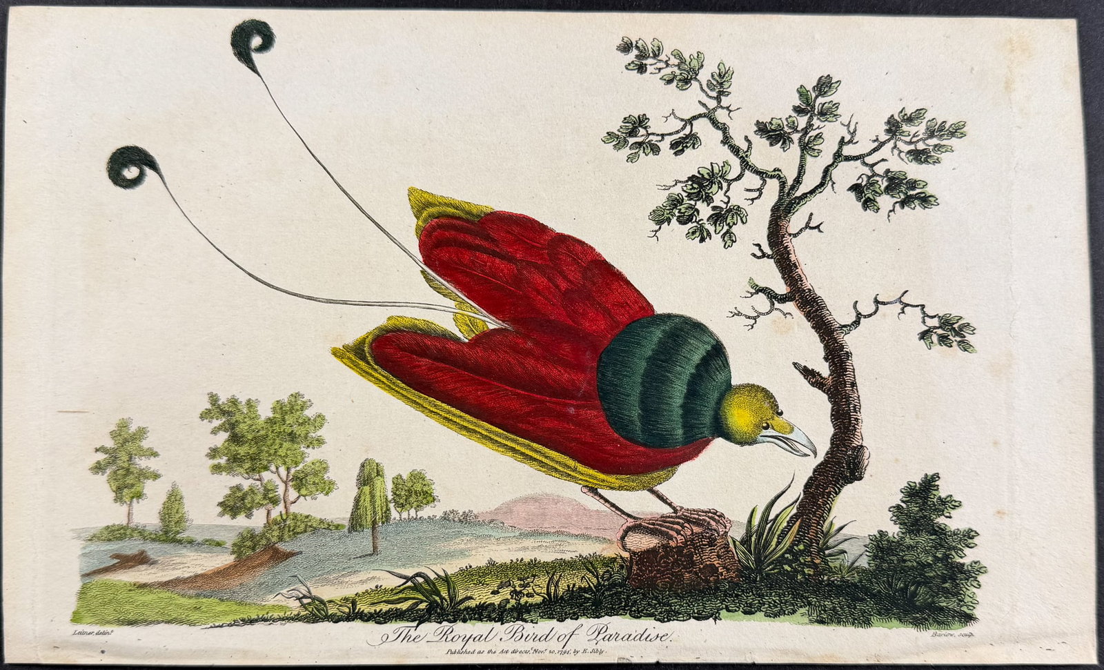 Linnaeus & Sibly - The Royal Bird of Paradise: This scarce first edition engraving is from Sir Charles Linnaeus & Ebenezer Sibley's "A Genuine and Universal System of Natural History... or Magazine of Natural History". The work was published in Lo