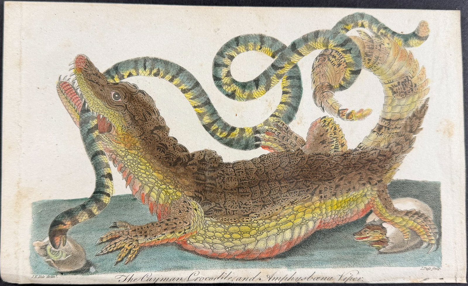Linnaeus & Sibly - The Cayman Crocodile and a Amphybaena Viper: This scarce first edition engraving is from Sir Charles Linnaeus & Ebenezer Sibley's "A Genuine and Universal System of Natural History... or Magazine of Natural History". The work was published in Lo