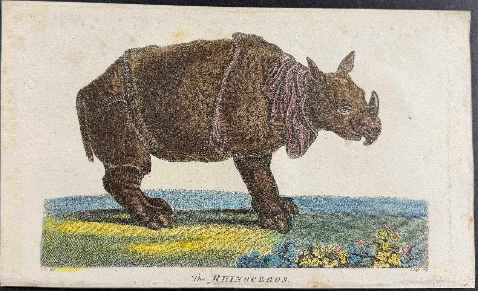 Linnaeus & Sibly - The Rhinoceros: This scarce first edition engraving is from Sir Charles Linnaeus & Ebenezer Sibley's "A Genuine and Universal System of Natural History... or Magazine of Natural History". The work was published in Lo