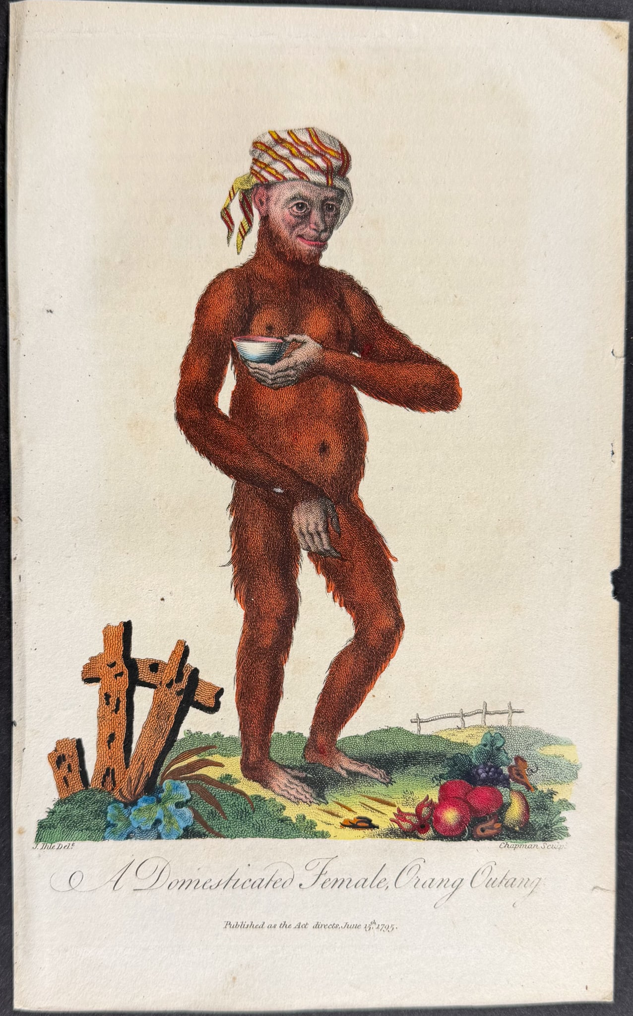 Linnaeus & Sibly - A Domesticated Female Orang Outang: This scarce first edition engraving is from Sir Charles Linnaeus & Ebenezer Sibley's "A Genuine and Universal System of Natural History... or Magazine of Natural History". The work was published in Lo
