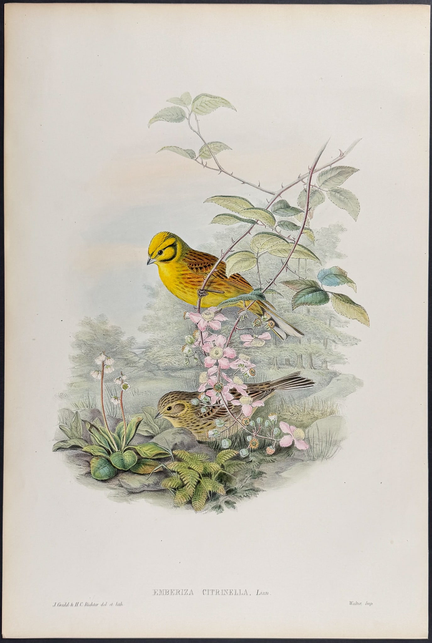 Gould, Great Britain - Yellowhammer or Yellow Bunting: This remarkable folio lithograph with hand-finished color is from the esteemed John Gould?s Birds of Great Britain. The work was published in London between 1862 and 1873. The plate available here is
