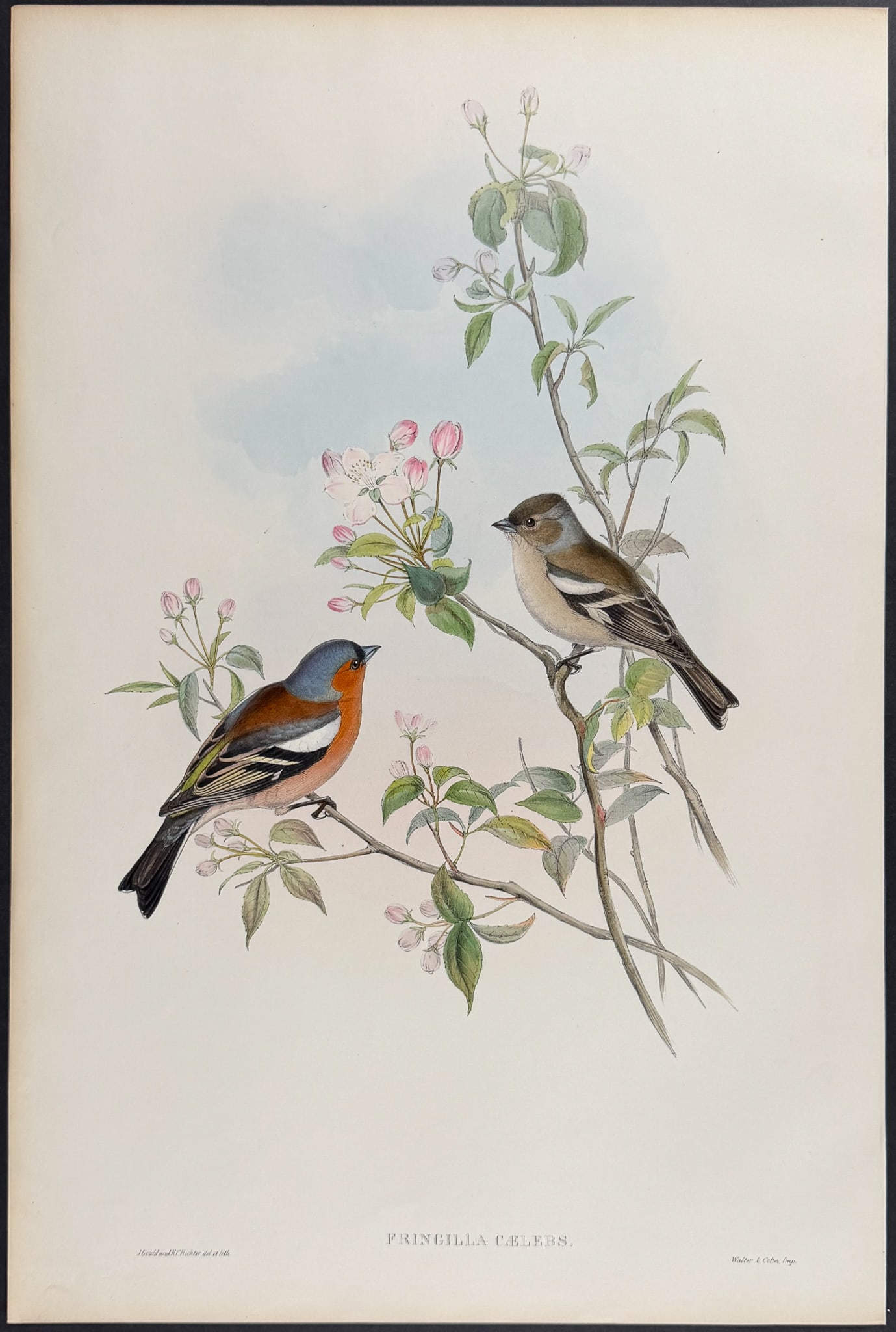 Gould, Great Britain - Chaffinch: This remarkable folio lithograph with hand-finished color is from the esteemed John Gould?s Birds of Great Britain. The work was published in London between 1862 and 1873. The plate available here is