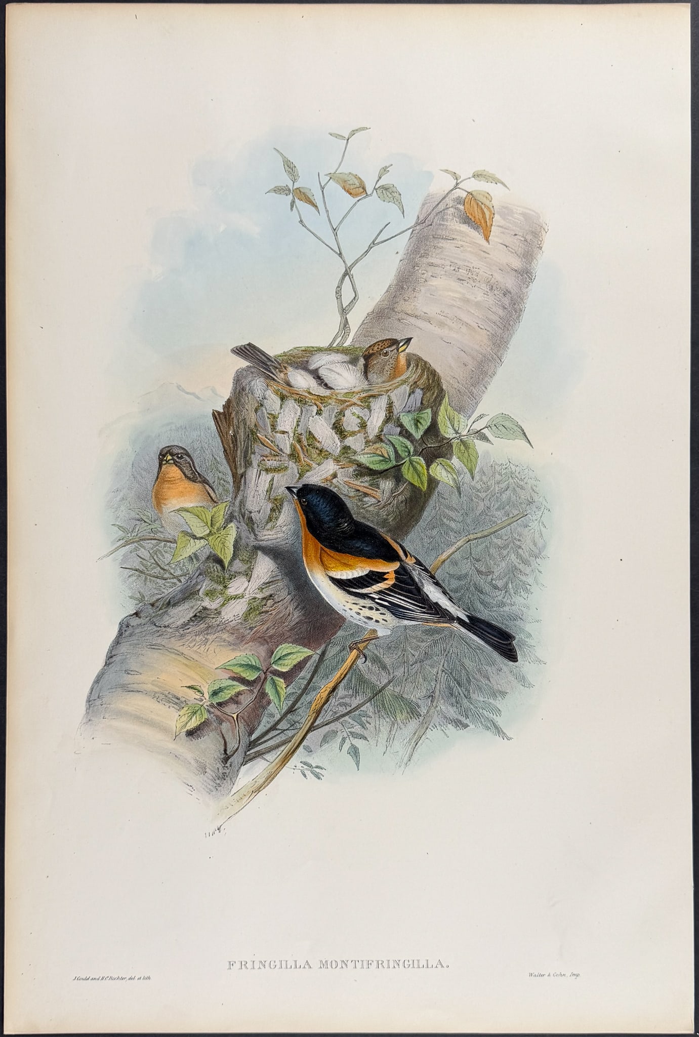 Gould, Great Britain - Bramblefinch: This remarkable folio lithograph with hand-finished color is from the esteemed John Gould?s Birds of Great Britain. The work was published in London between 1862 and 1873. The plate available here is 