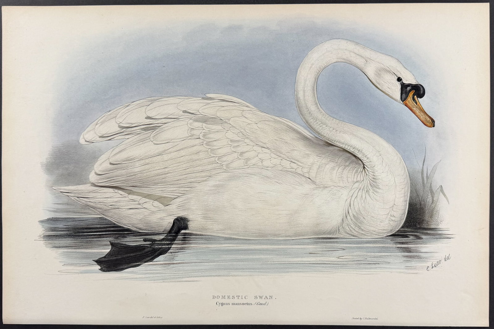 Lear & Gould - Domestic Swan [Cygnus manusuetus] (1 of 1)