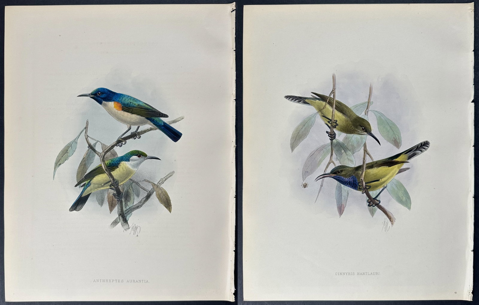 Shelley & Keulemans - 4 Sunbird Lithographs: Included in this lot: Buff-breasted Olive Sunbird Hartlaub's Sunbird Violet-tailed Sunbird Black-breasted Olive-backed Sunbird Description of the work: This vibrant, originally hand-colored lithograph
