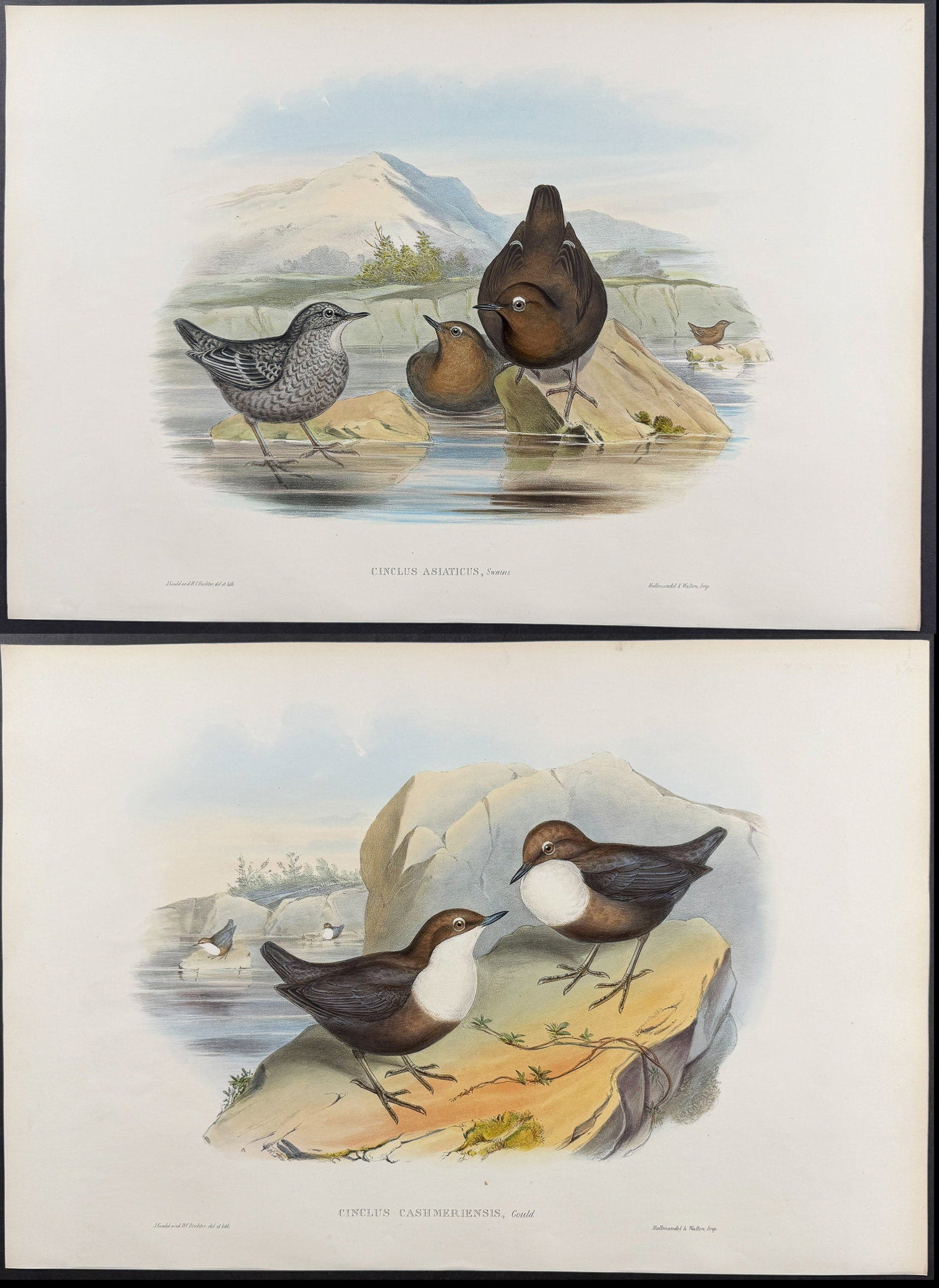 Gould, Asia - 5 Water-Ouzel Lithographs (1 of 6)