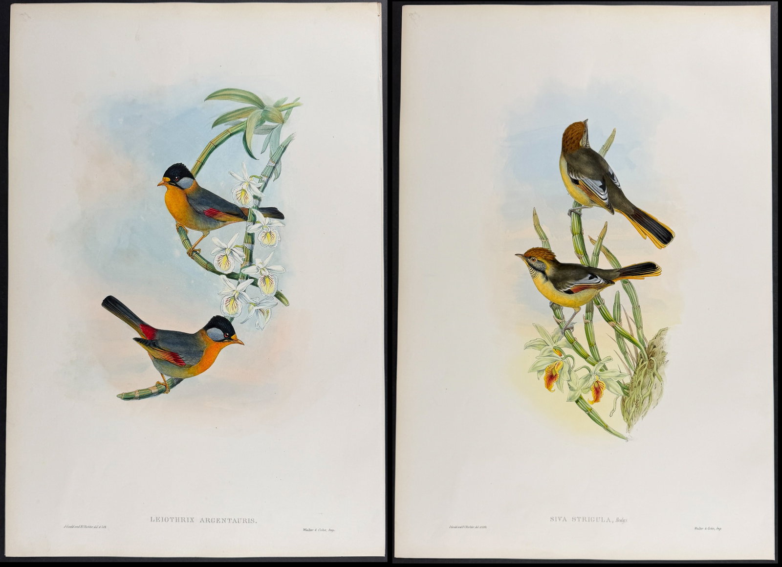 Gould, Asia - Pair of Bird Lithographs (Siva Leiothrix): Included in this lot: Striped-throated Siva [Siva Strigula] Silver-eared Leiothrix [Leiothrix Argentauris] Description of the work: This remarkable ornithology lithograph with hand-finished color is