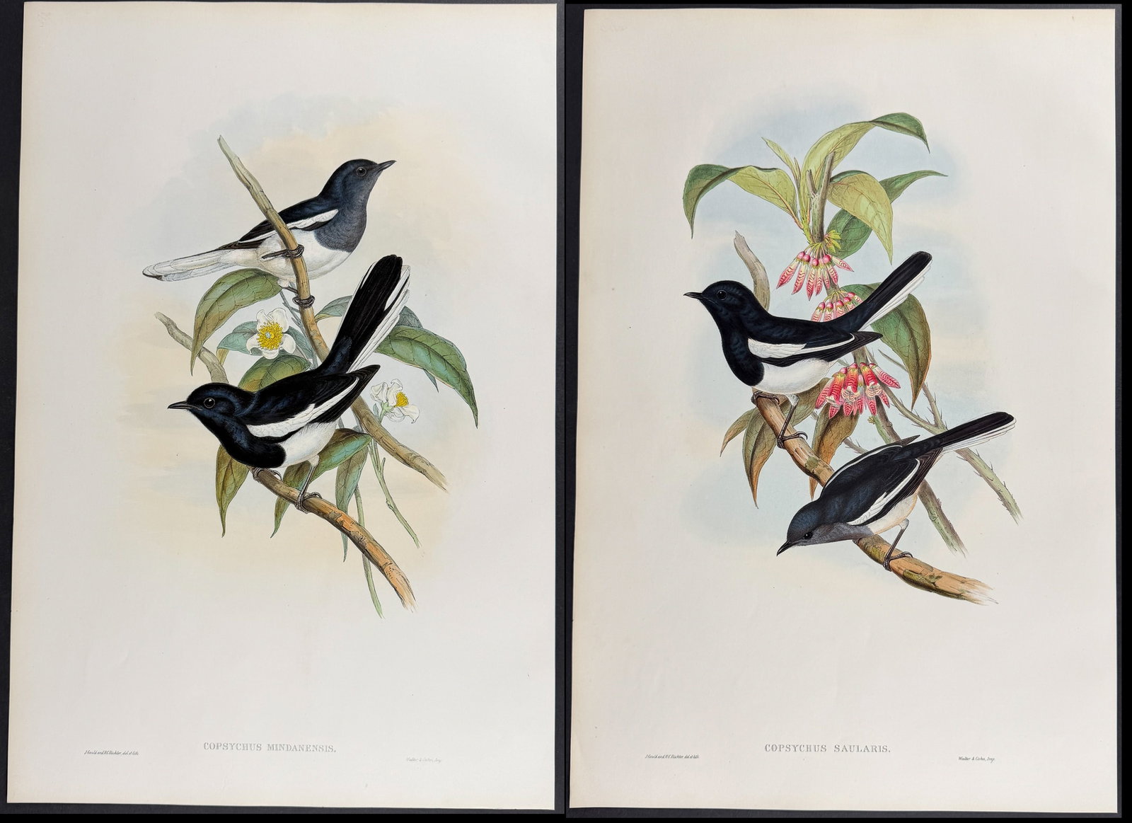 Gould, Asia - 3 Bird Lithographs (Dial Bird, Crossbill): Included in this lot: Malacca Dial Bird [Copsychus Mindanensis] Dial Bird [Copsychux Saularis] Himalayan Crossbill [Loxia Himalayana] Description of the work: This remarkable ornithology lithograph