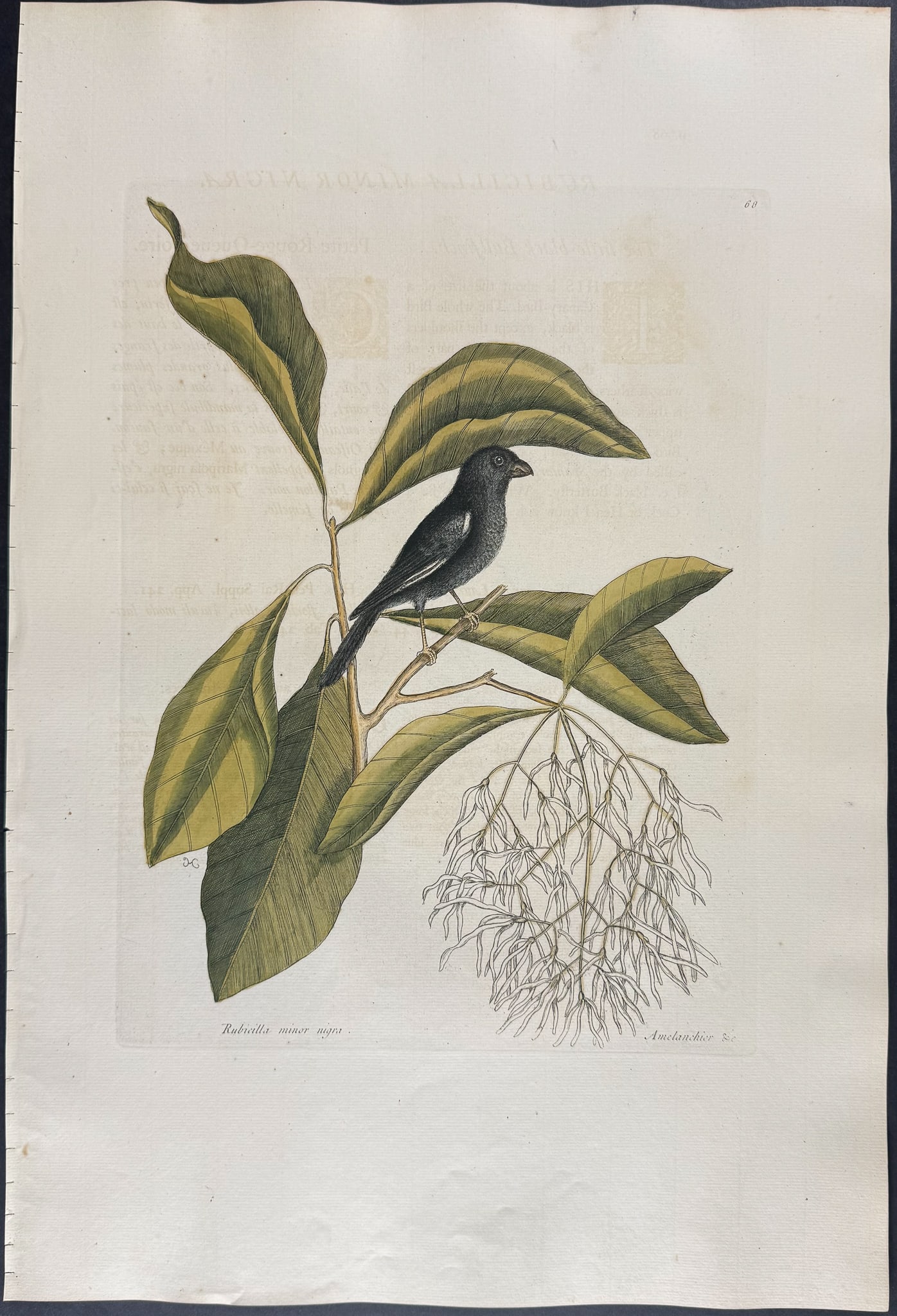 Catesby, Folio - Little Black Bullfinch with Fringe Tree. 1-68 (1 of 1)