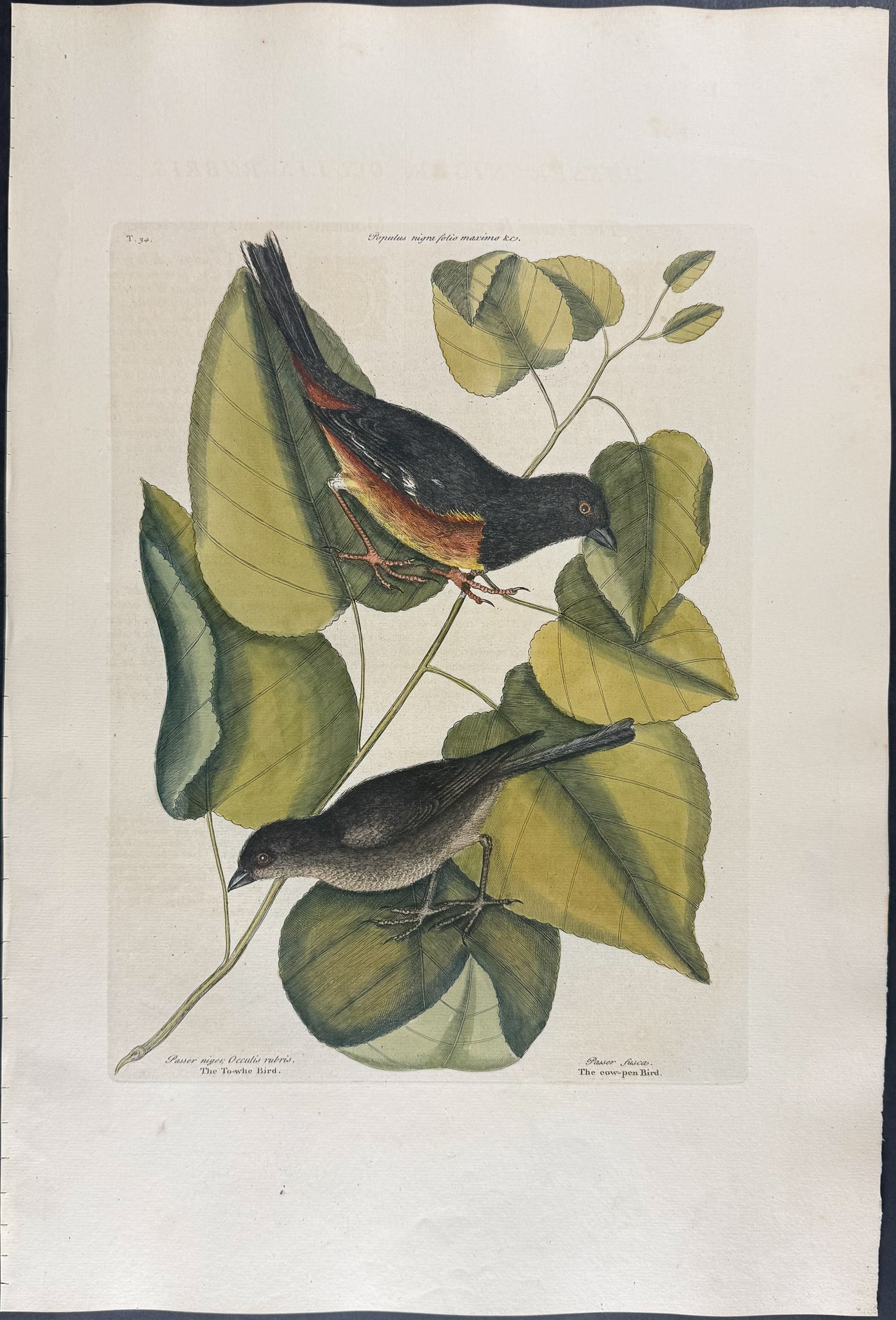 Catesby, Folio - Towhe Bird & Cowpen Bird with Black Poplar of Carolina. 1-34 (1 of 1)