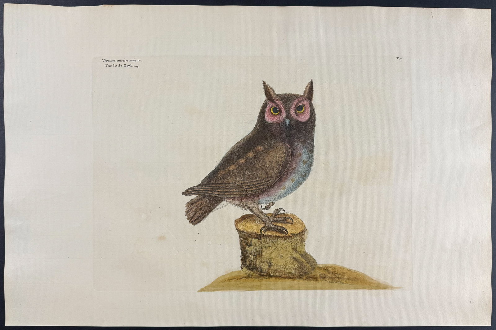 Catesby, Folio - Little Owl. 1-7 (1 of 1)