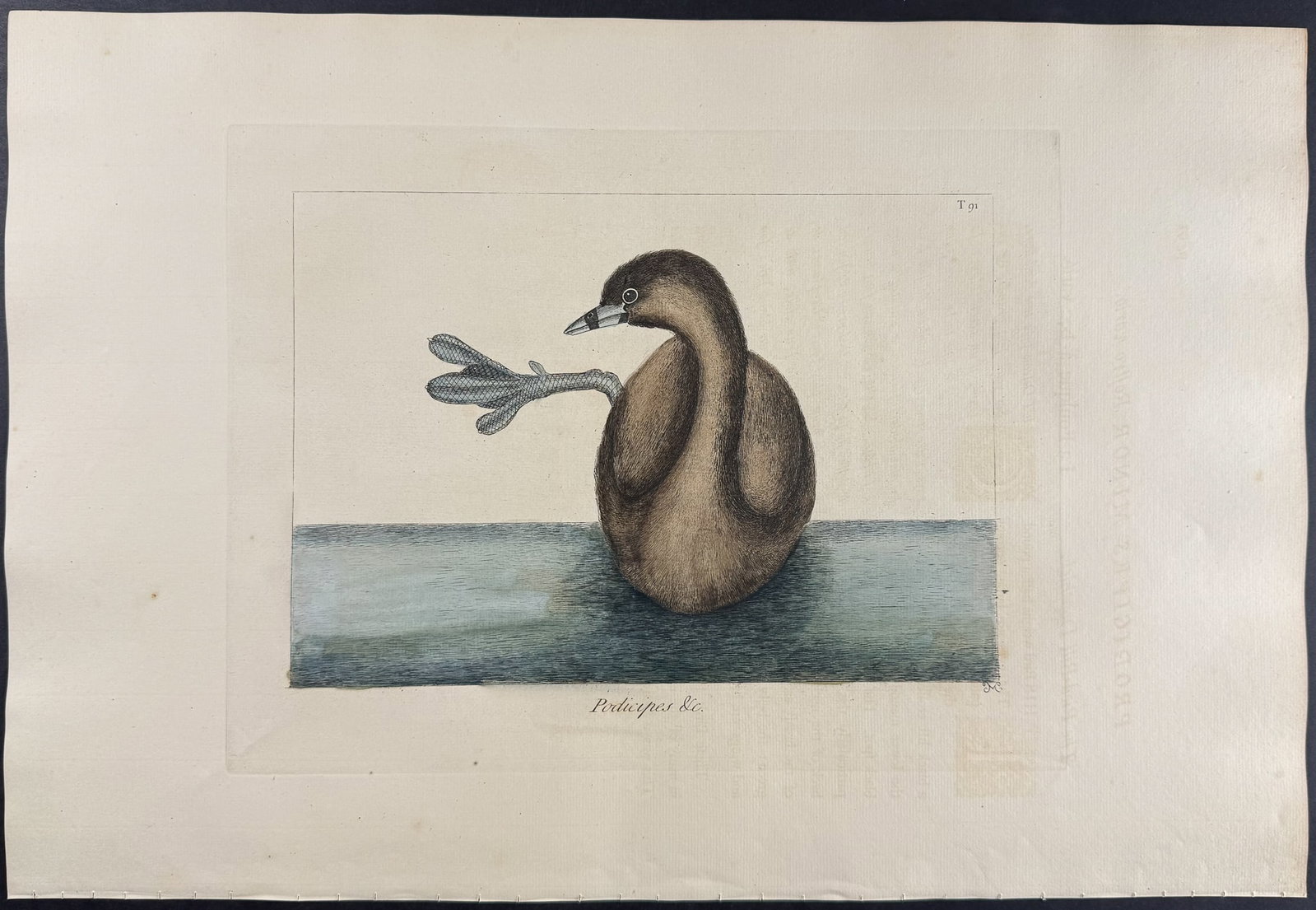 Catesby, Folio - Pied-Billed Dobchick. 1-91 (1 of 1)