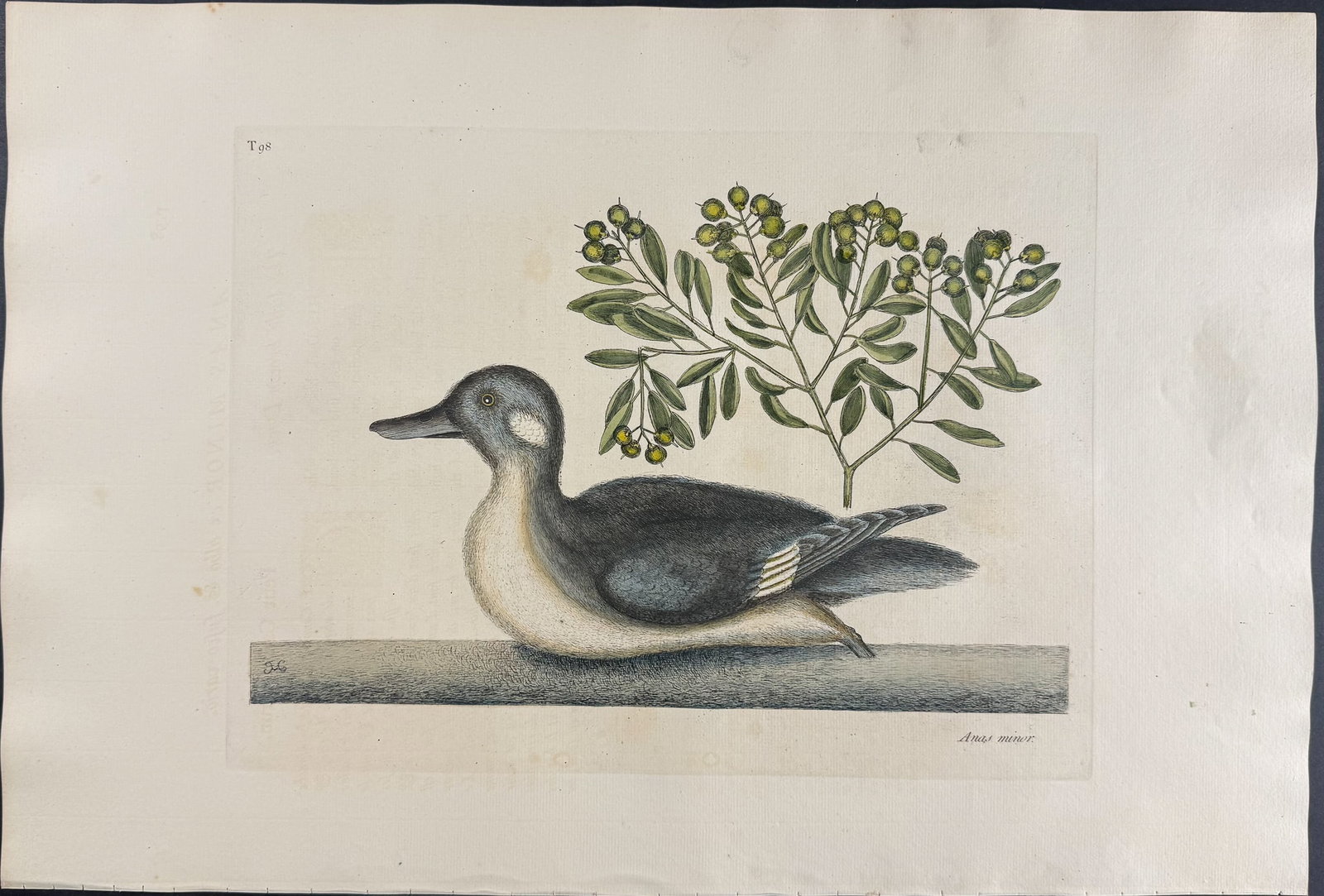 Catesby, Folio - Little Brown Duck with Soap-Wood. 1-98 (1 of 1)