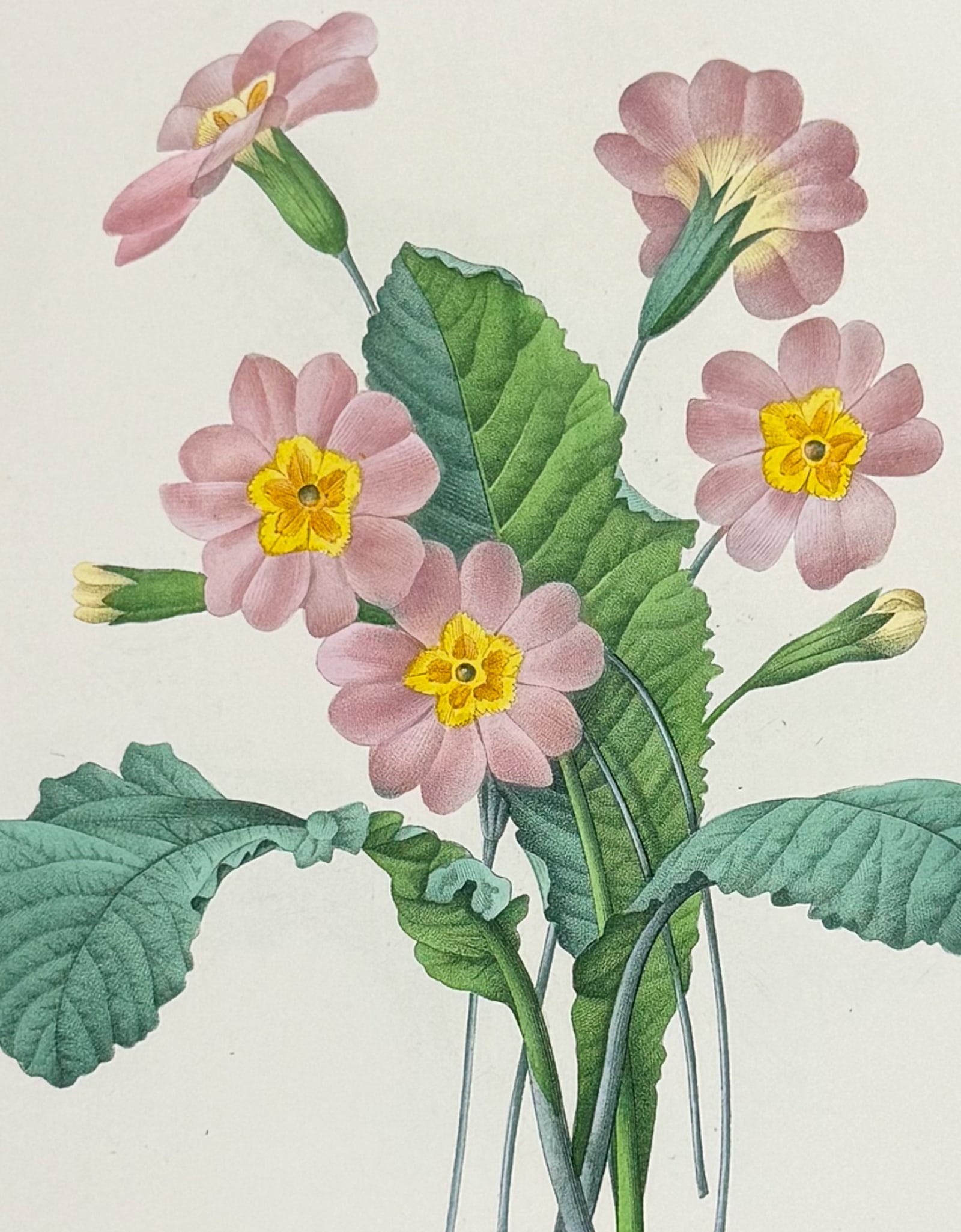 Redoute, Choix - Primrose [Primevere grandiflora] (1 of 2)