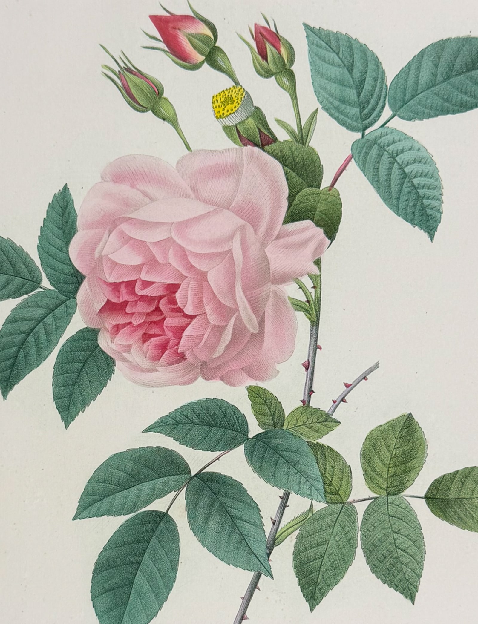 Redoute, Choix - Rose [Rosa Indica]: This striking originally hand-colored stipple engraving is from Pierre Joseph Redoute's Le Choix des Plus Belles Fleurs. This is from the second edition of the work with plate numbers added and was pu