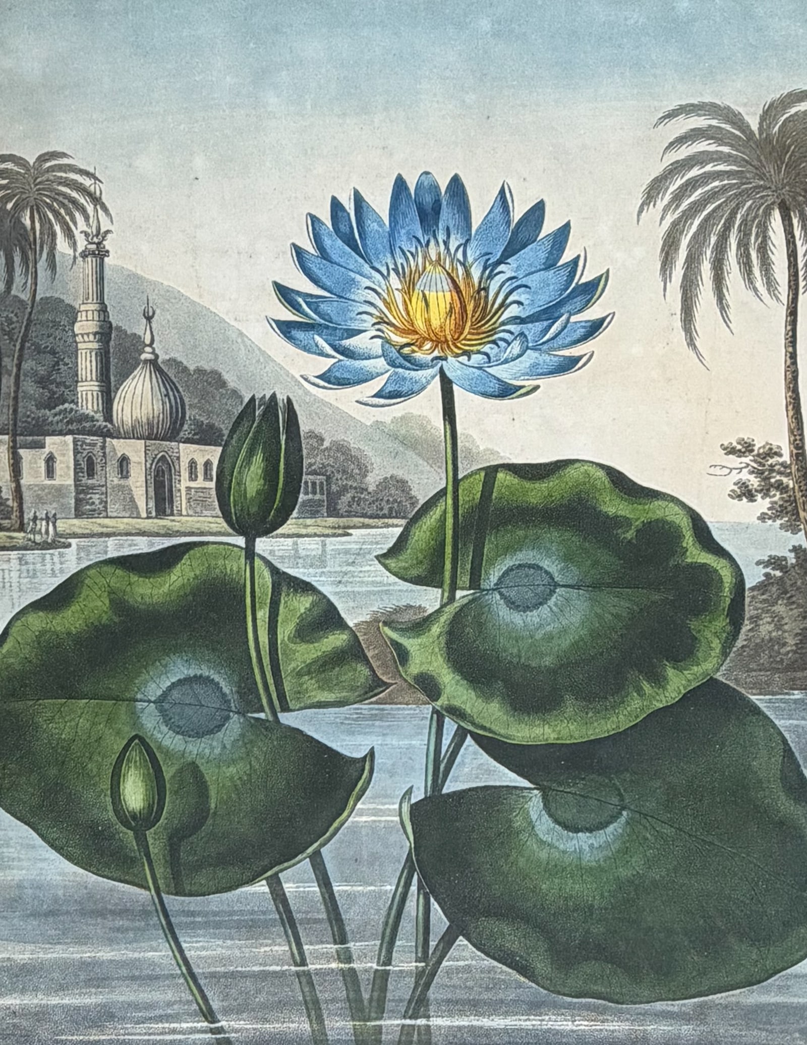 Thornton, Folio - The Blue EgyptianWater Lily: This dramatic large folio botanical engraving is from Dr. Robert John Thornton?s work New Illustration of the Sexual System of Carolus Von Linnaeus...and the Temple of Flora, or Garden of Nature. This