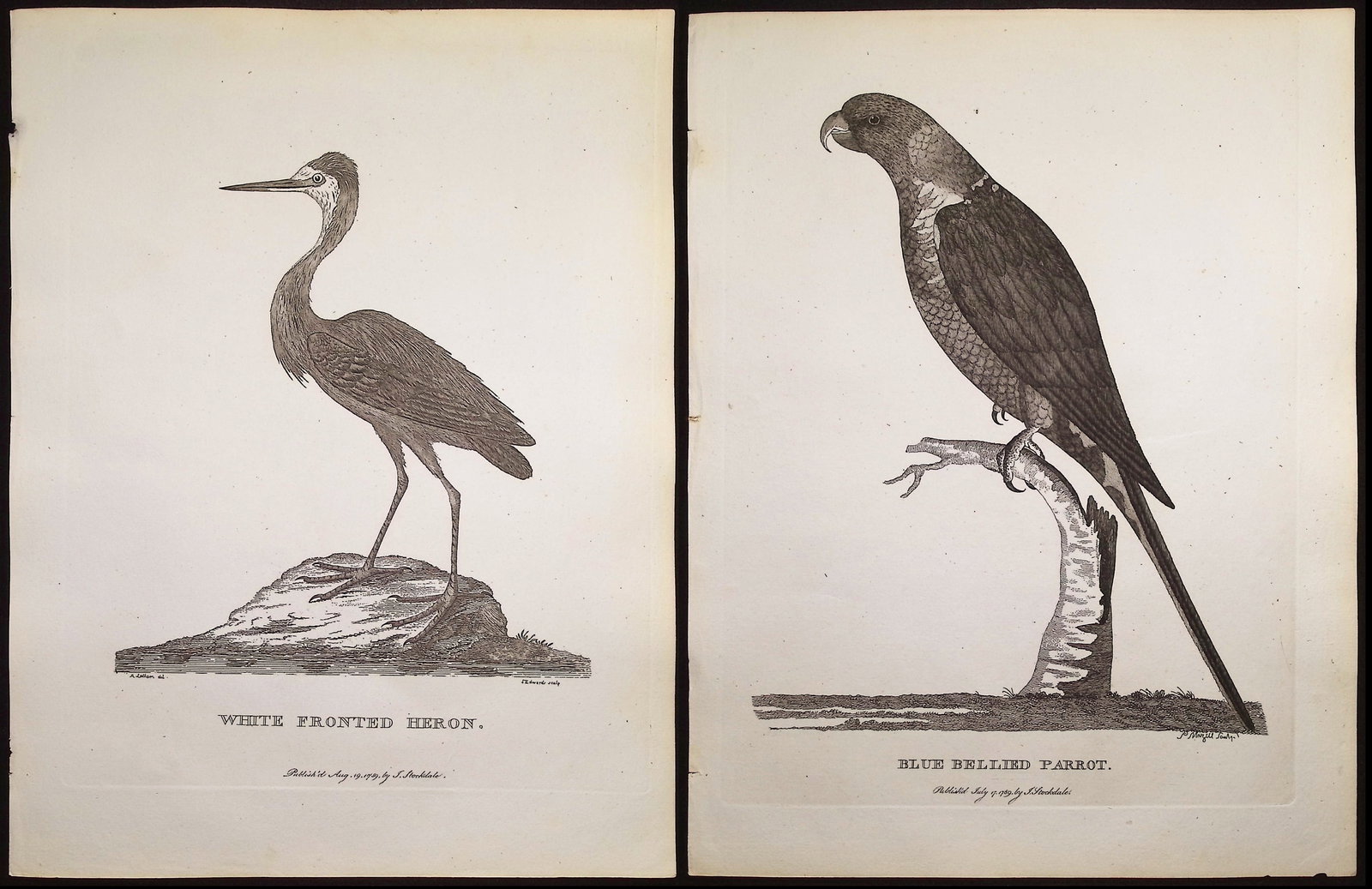 Phillip, Australia - 6 Bird Engravings (1 of 7)