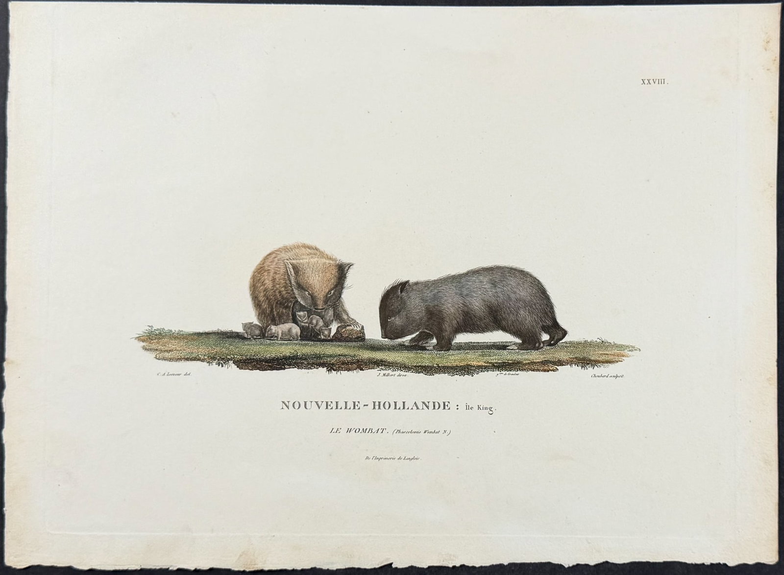 Peron & Freycinet - Wombat (1 of 1)