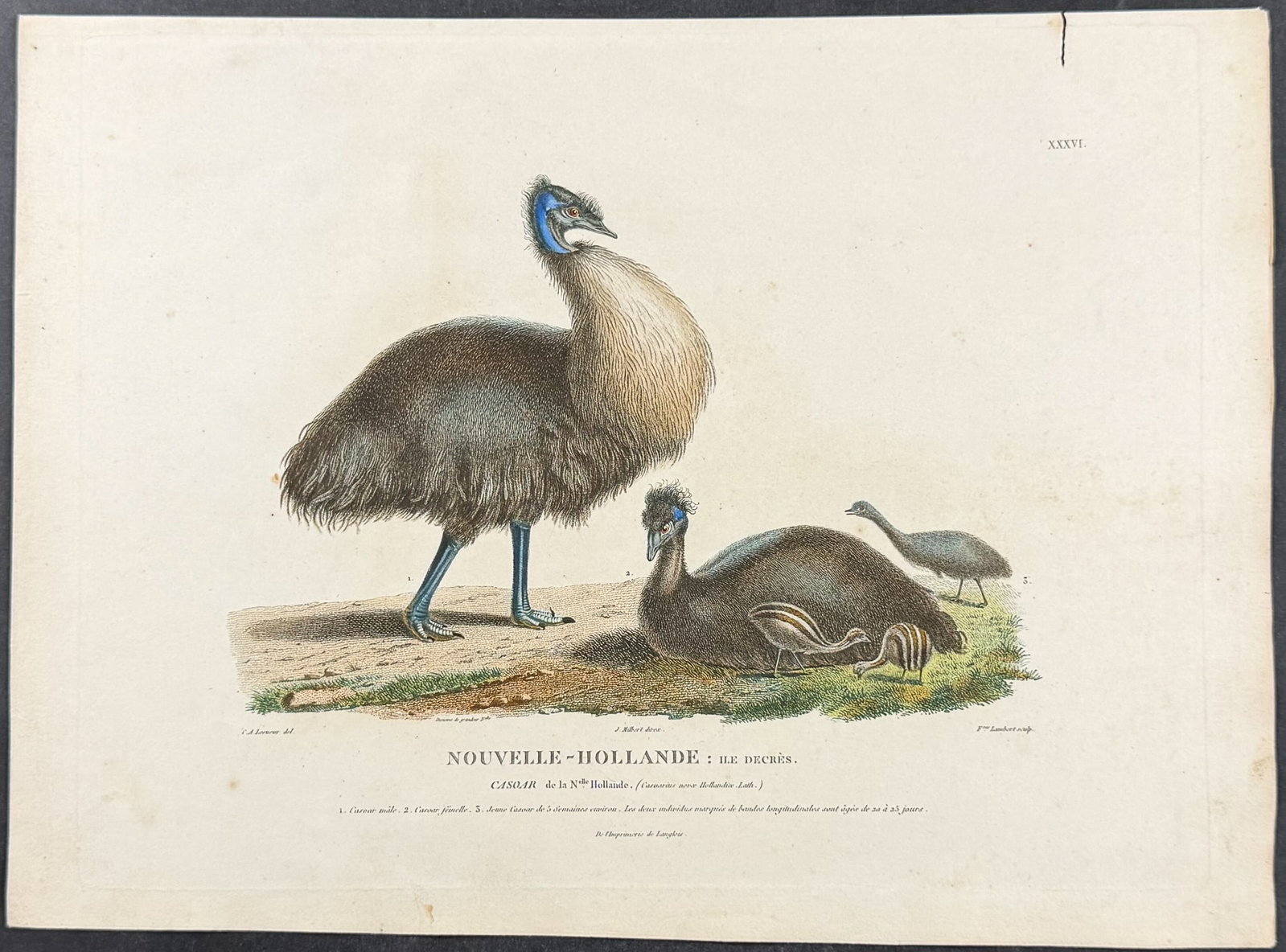 Peron & Freycinet - Cassowary: This fine engraving is from Louis Claude de Saulces de Freycinet's Voyage de decouvertes aux Terres Australes, execute... sur les corvettes le Geographe, le Naturaliste, et la goelette le Casuarina, p