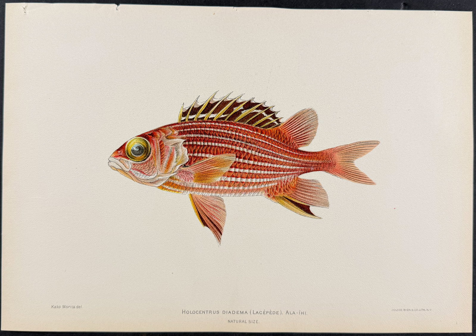 Bien, Hawaii - Brigham's Snapper [Apsilus Brighami] (1 of 1)