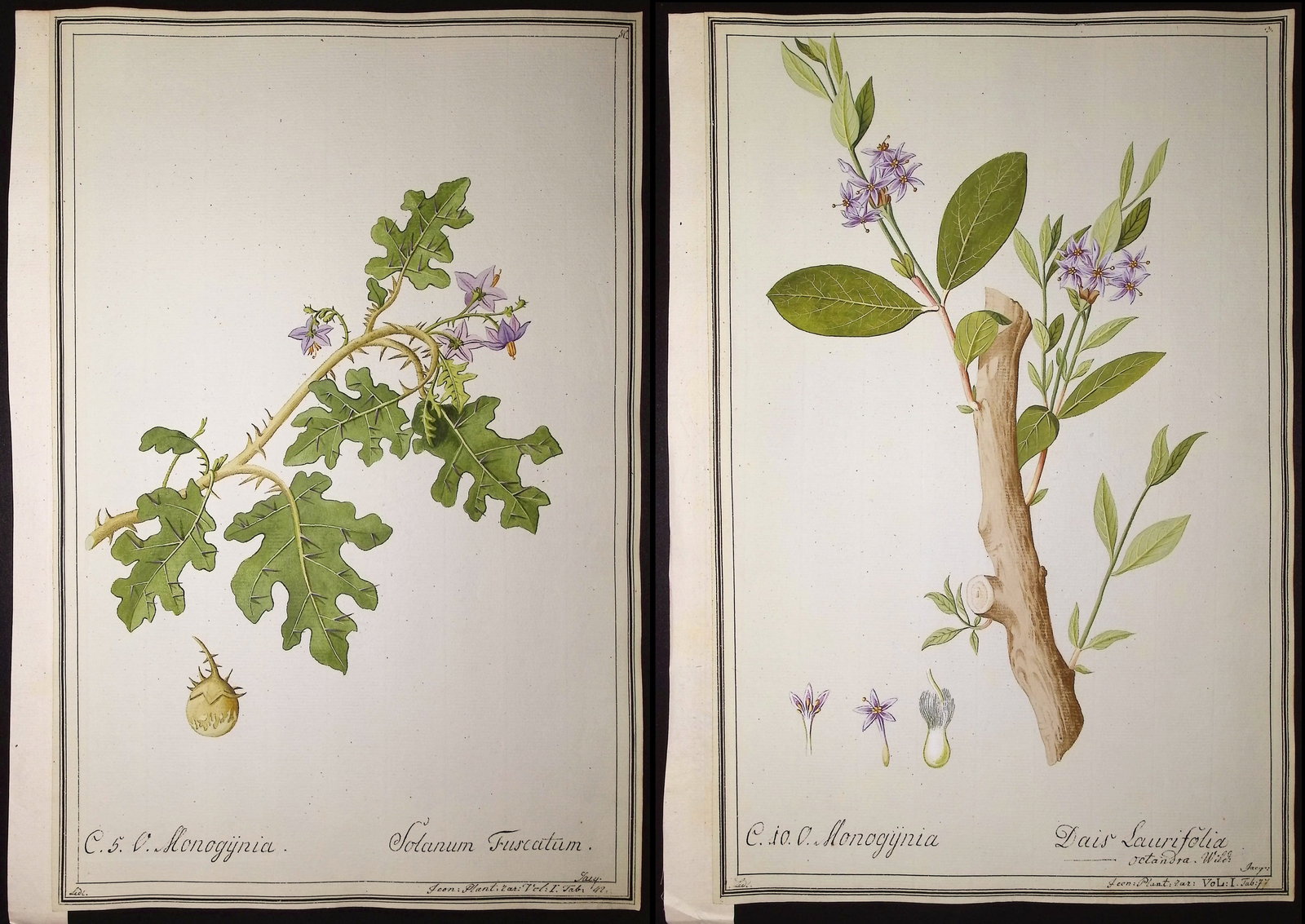 4 Original Botanical Watercolors (according to Linnaeus system): Included in this lot: Solanum Fuscatum after Ledel for Jacquin Dais Laurfolia for Jacquin Echites Domingensis after Ledel for Jacquin Inula Germanica after Ledelmaier for Jacquin Description of the wo
