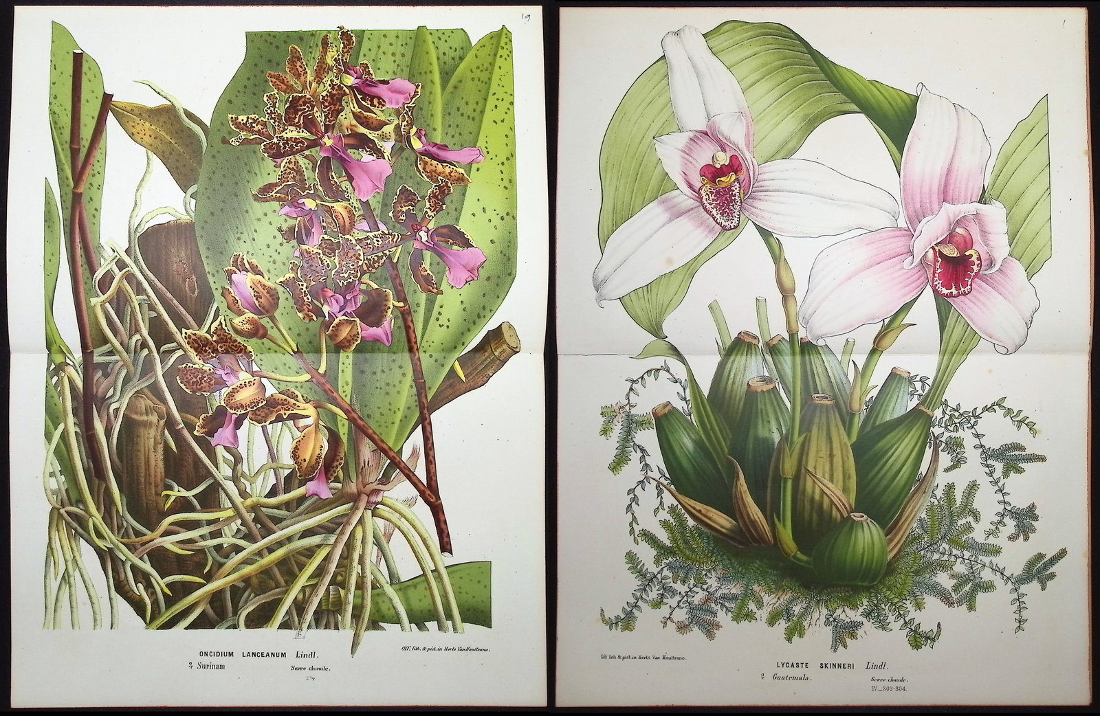Van Houtte - 4 Orchid Prints: This beautiful botanical print comes from Louis Van Houtte's monumental work entitled "Flore des Serres et des Jardins de l'Europe (Flowers of the Greenhouses and Gardens of Europe)" published between