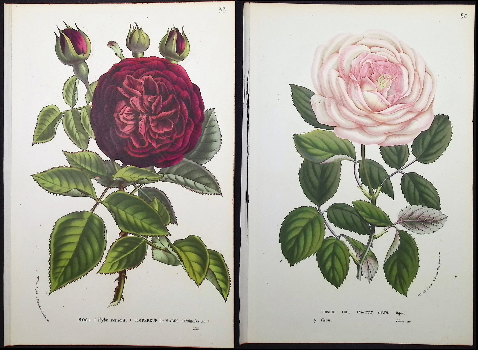 Van Houtte - 4 Rose Prints: This beautiful botanical print comes from Louis Van Houtte's monumental work entitled "Flore des Serres et des Jardins de l'Europe (Flowers of the Greenhouses and Gardens of Europe)" published between