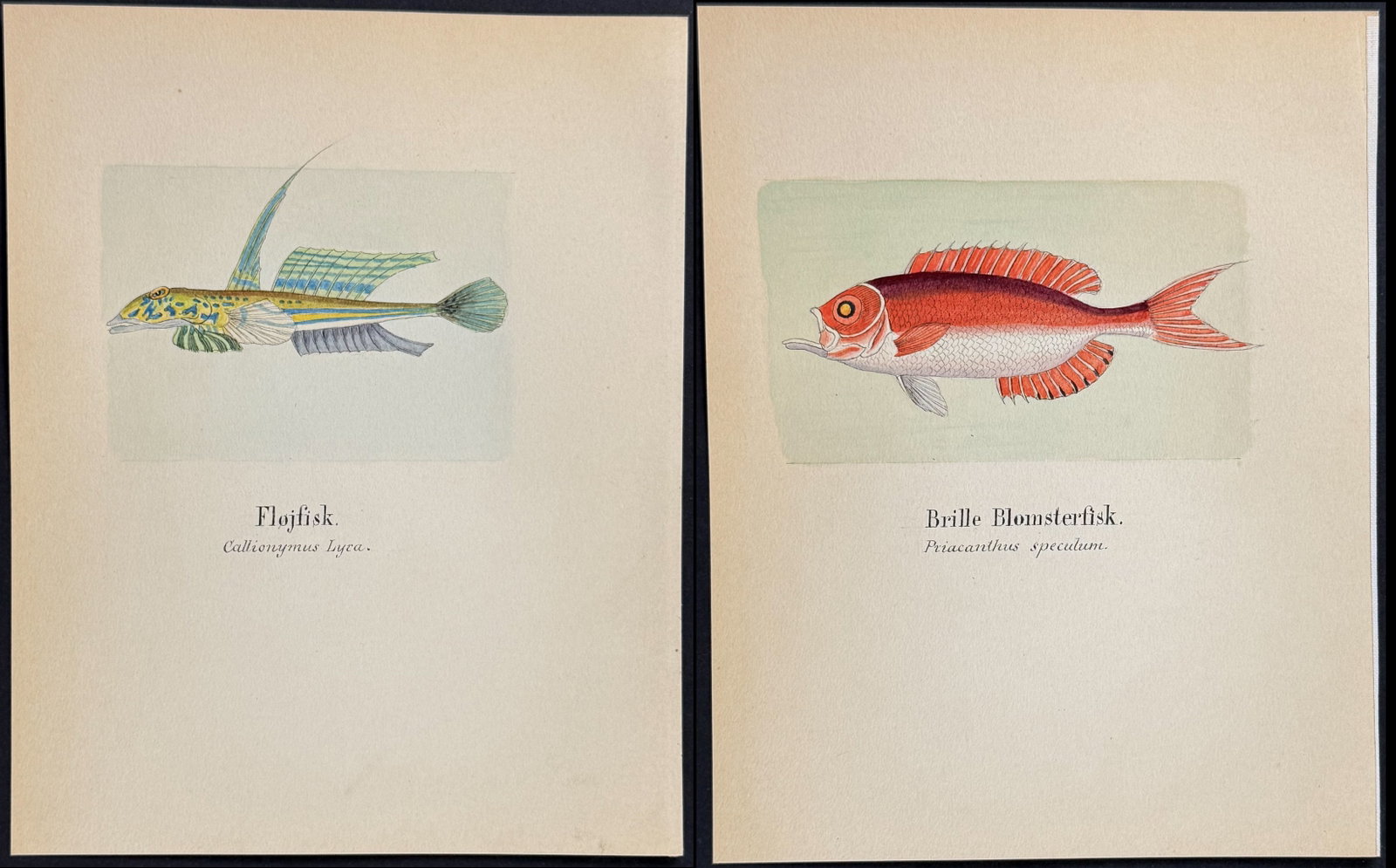 6 Original Watercolors of Fish or Sea Life (1 of 7)