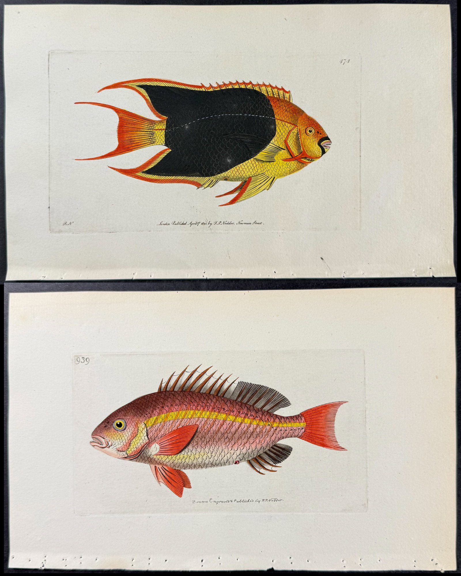 Shaw & Nodder - 6 Fish Engravings (1 of 7)