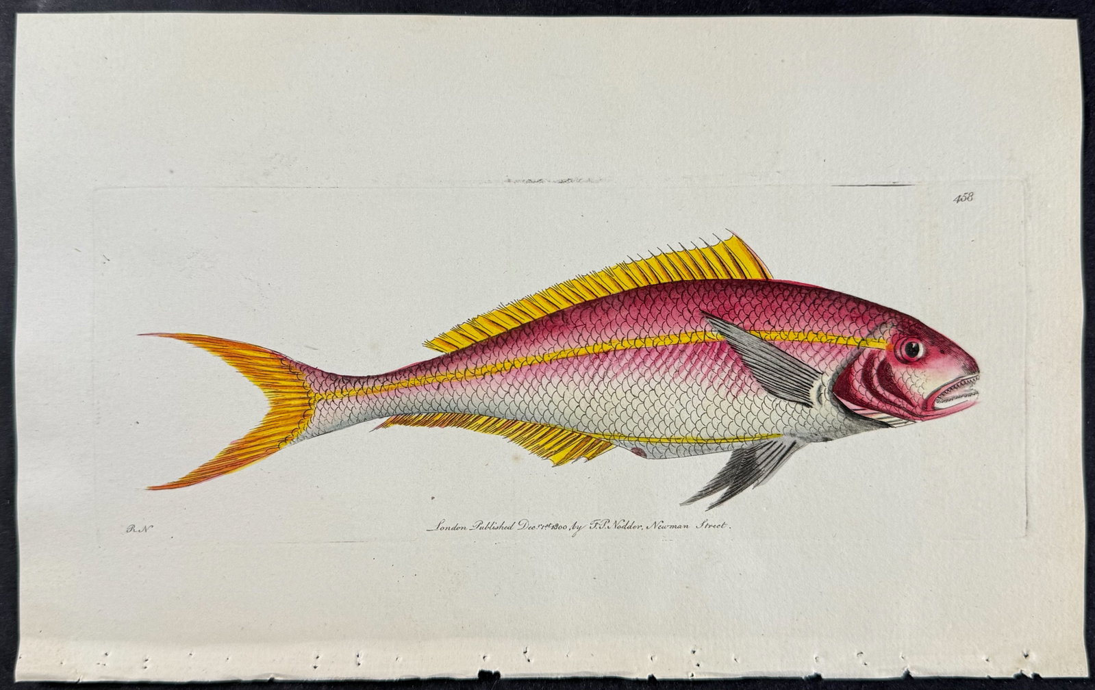 Shaw & Nodder - 6 Fish Engravings - 2