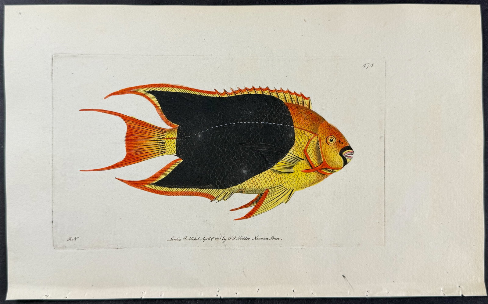 Shaw & Nodder - 6 Fish Engravings - 3