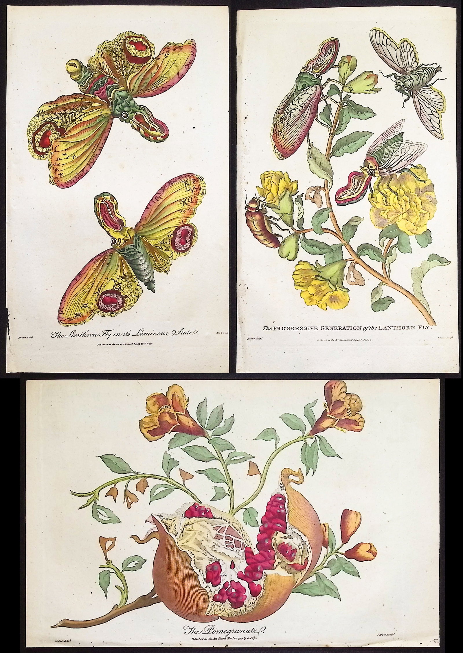 Linnaeus & Sibly - 4 Engravings of Lanthorn Fly, Pomegranate, Mallow (1 of 5)