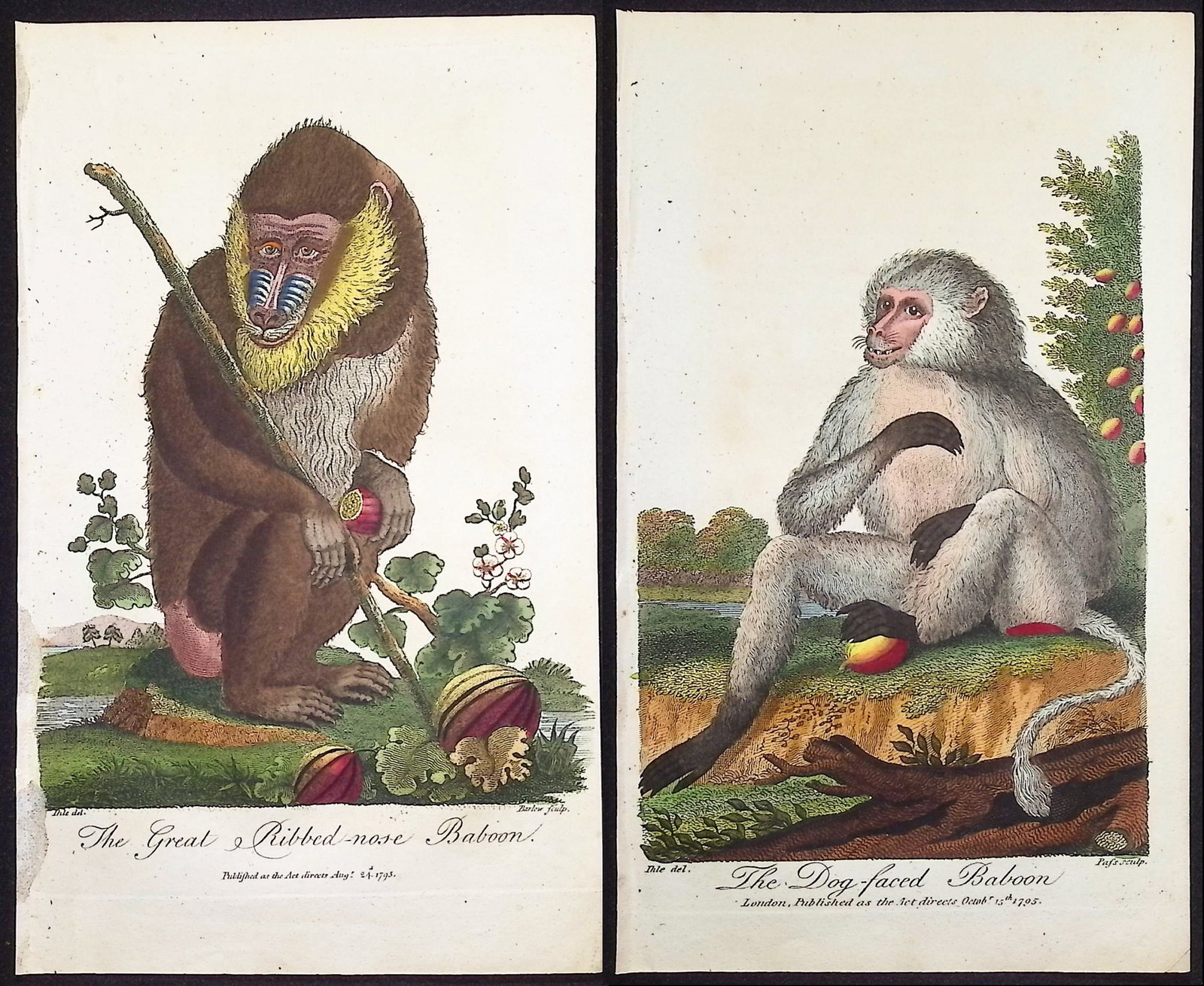 Linnaeus & Sibly - Pair of Baboon Engravings (1 of 3)