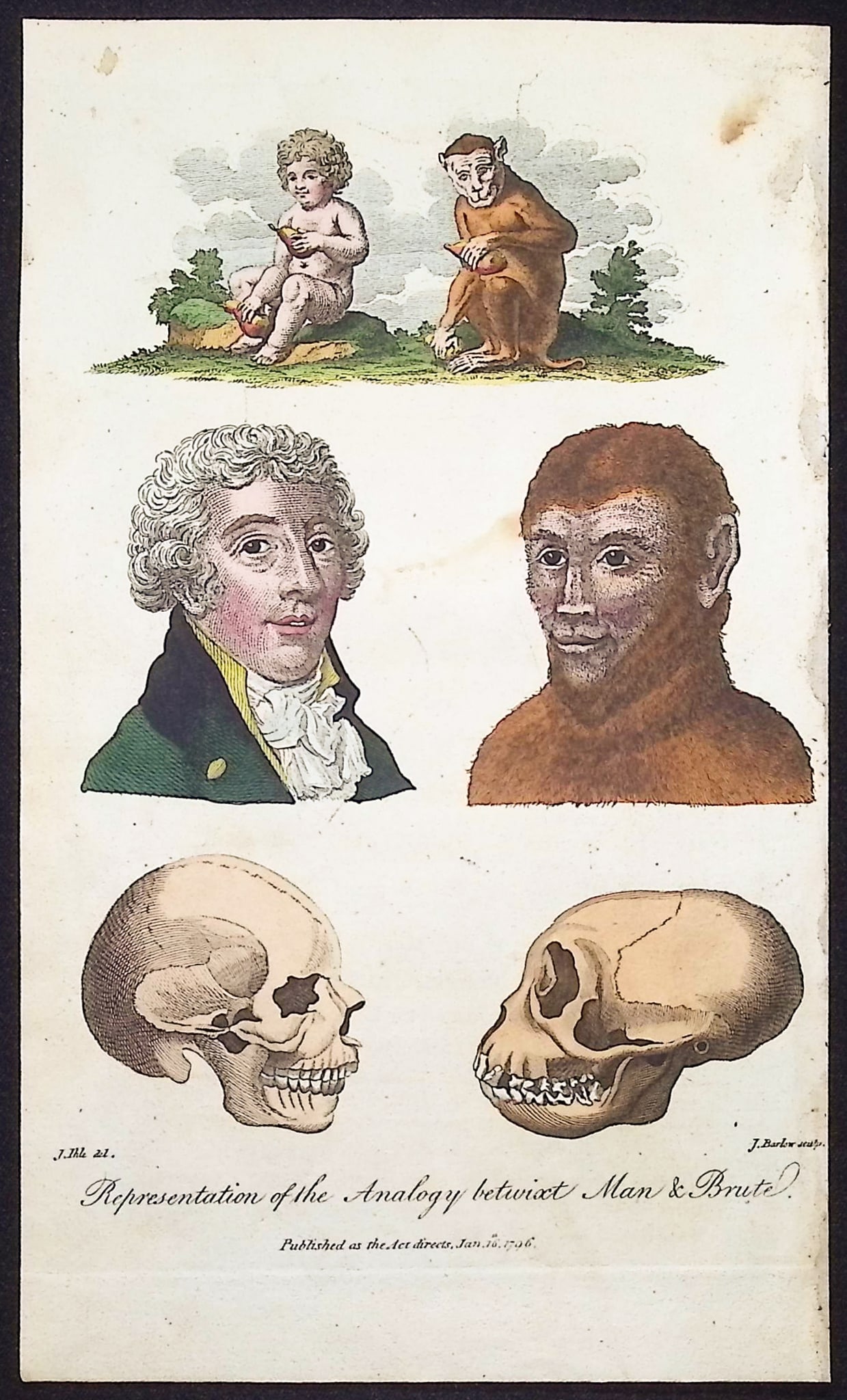 Linnaeus & Sibly - Representation of the Analogy betwixt Man & Brute (1 of 1)