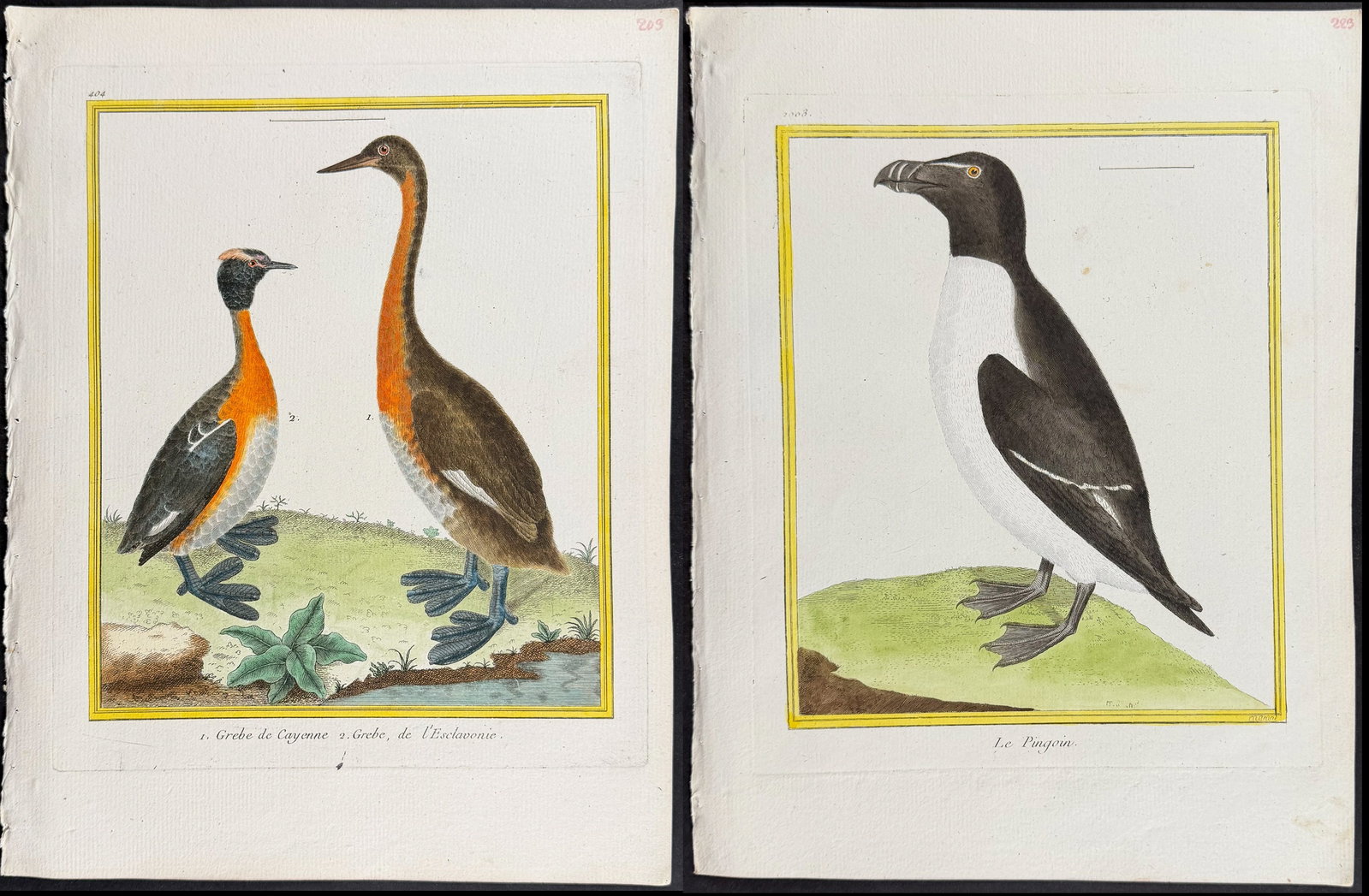 Martinet & Buffon - 8 Water or Shore Bird Engravings (1 of 9)