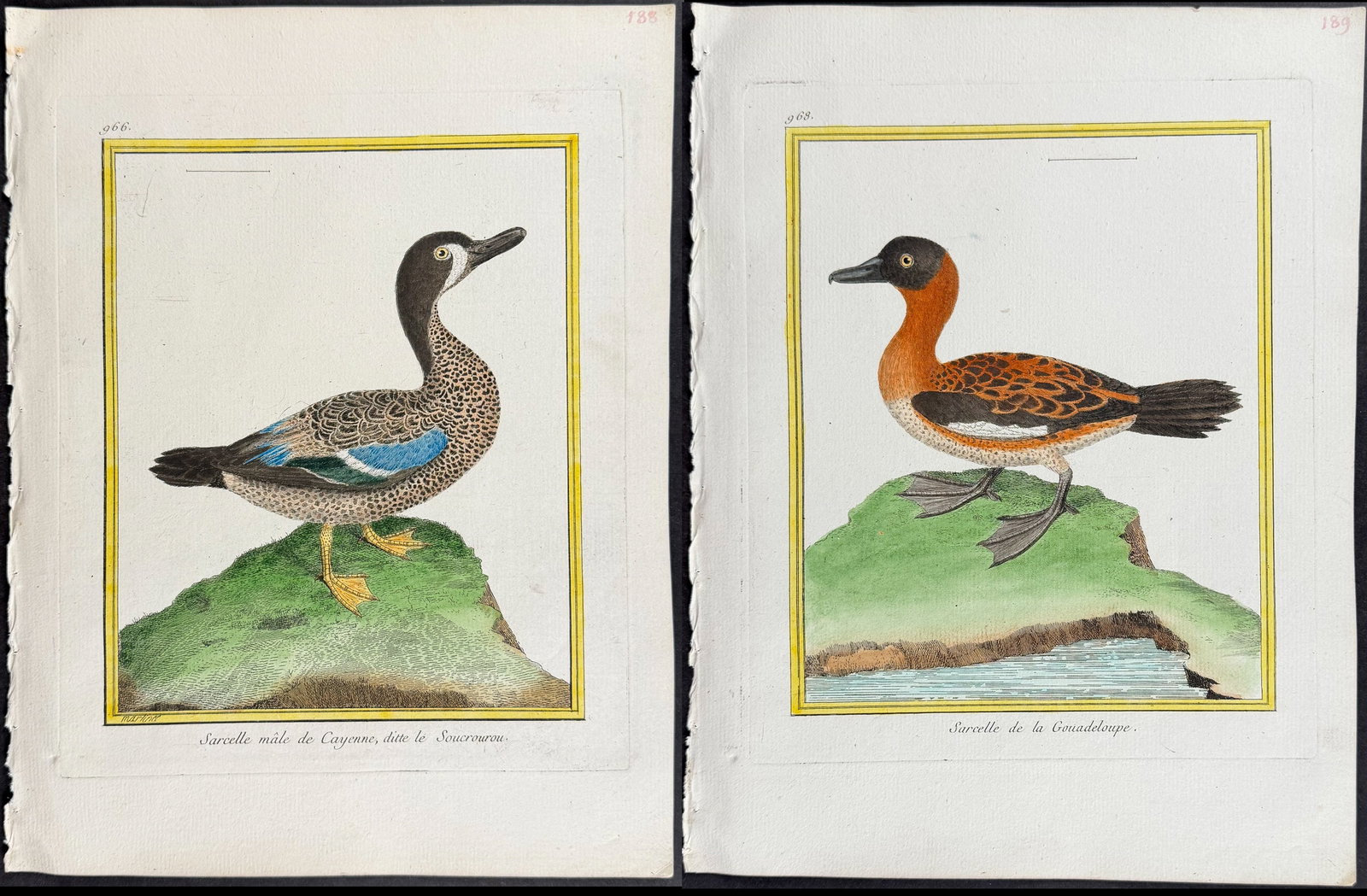 Martinet & Buffon - 7 Duck Engravings: This originally hand-colored engraving is from Georges-Louis Leclerc de Buffon & Francois-Nicolas Martinet's work entitled "Histoire Naturelle des Oiseaux". It was published in Paris by Imprimerie Roy